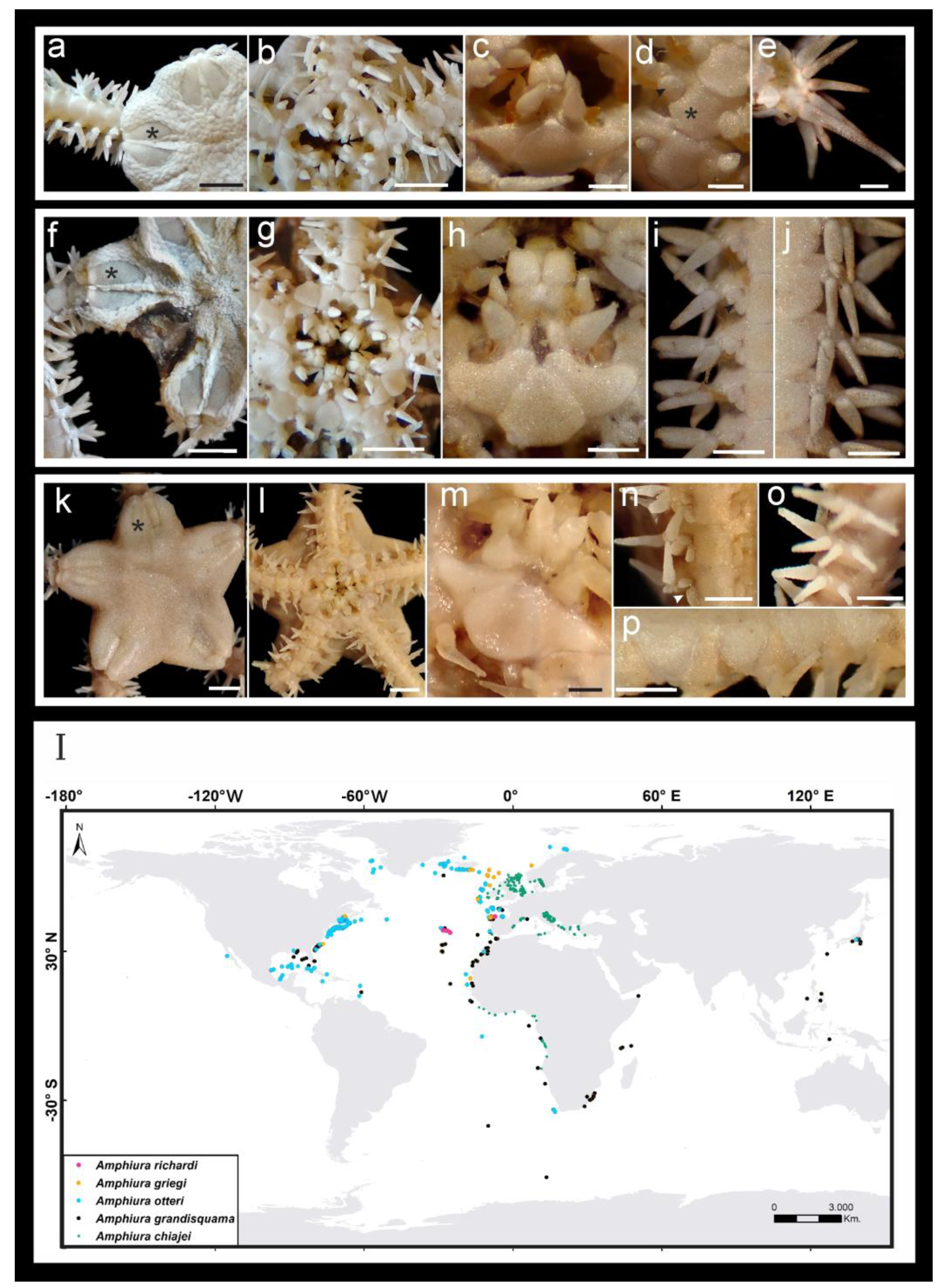 Diversity 16 00407 g005