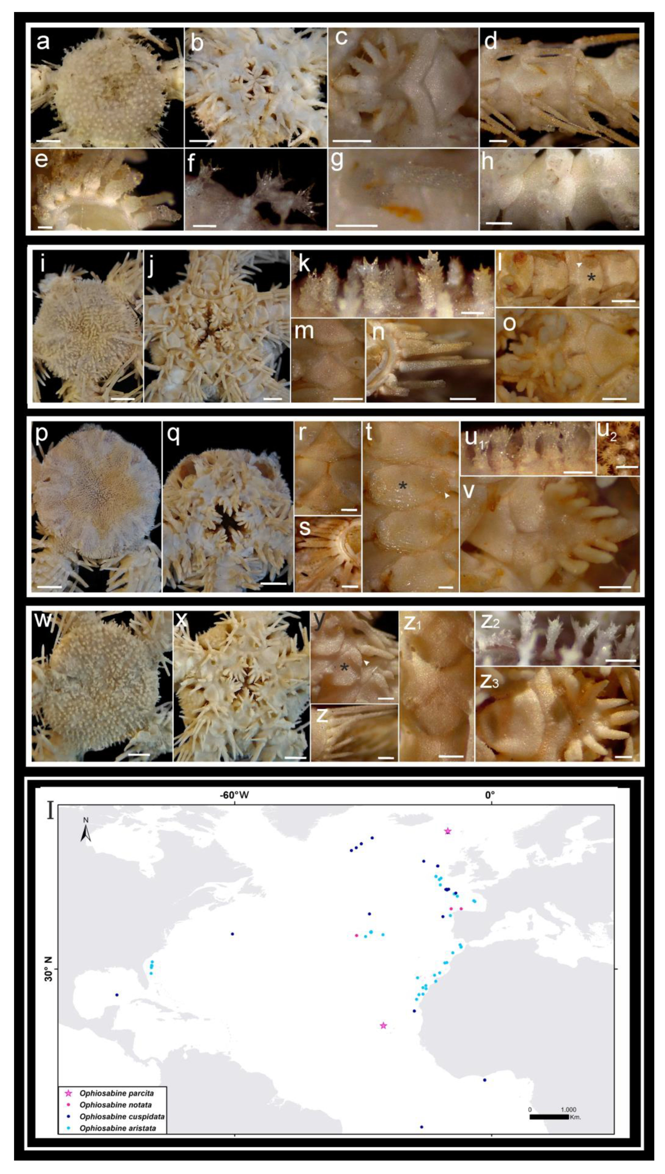 Diversity 16 00407 g008