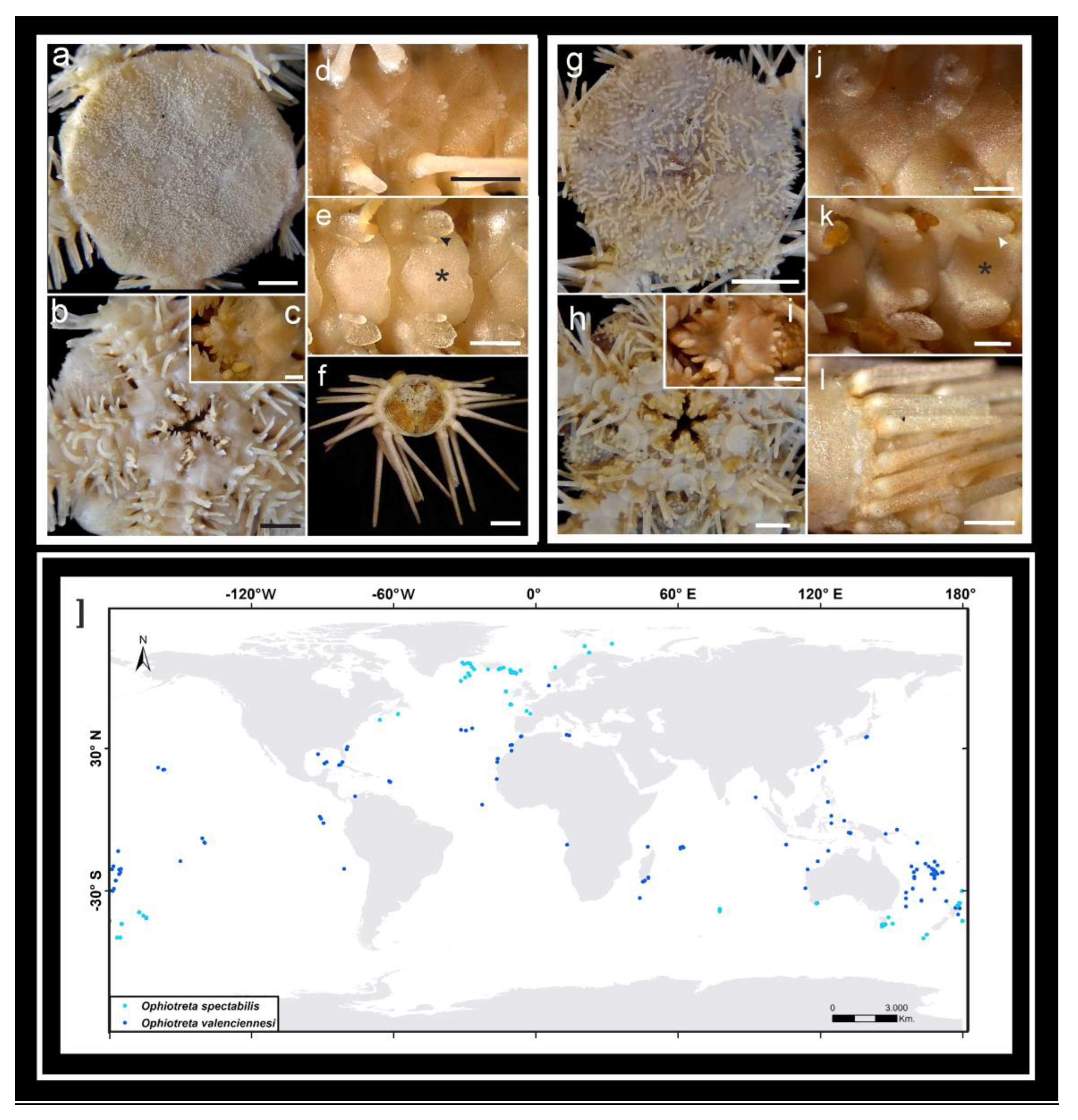 Diversity 16 00407 g010