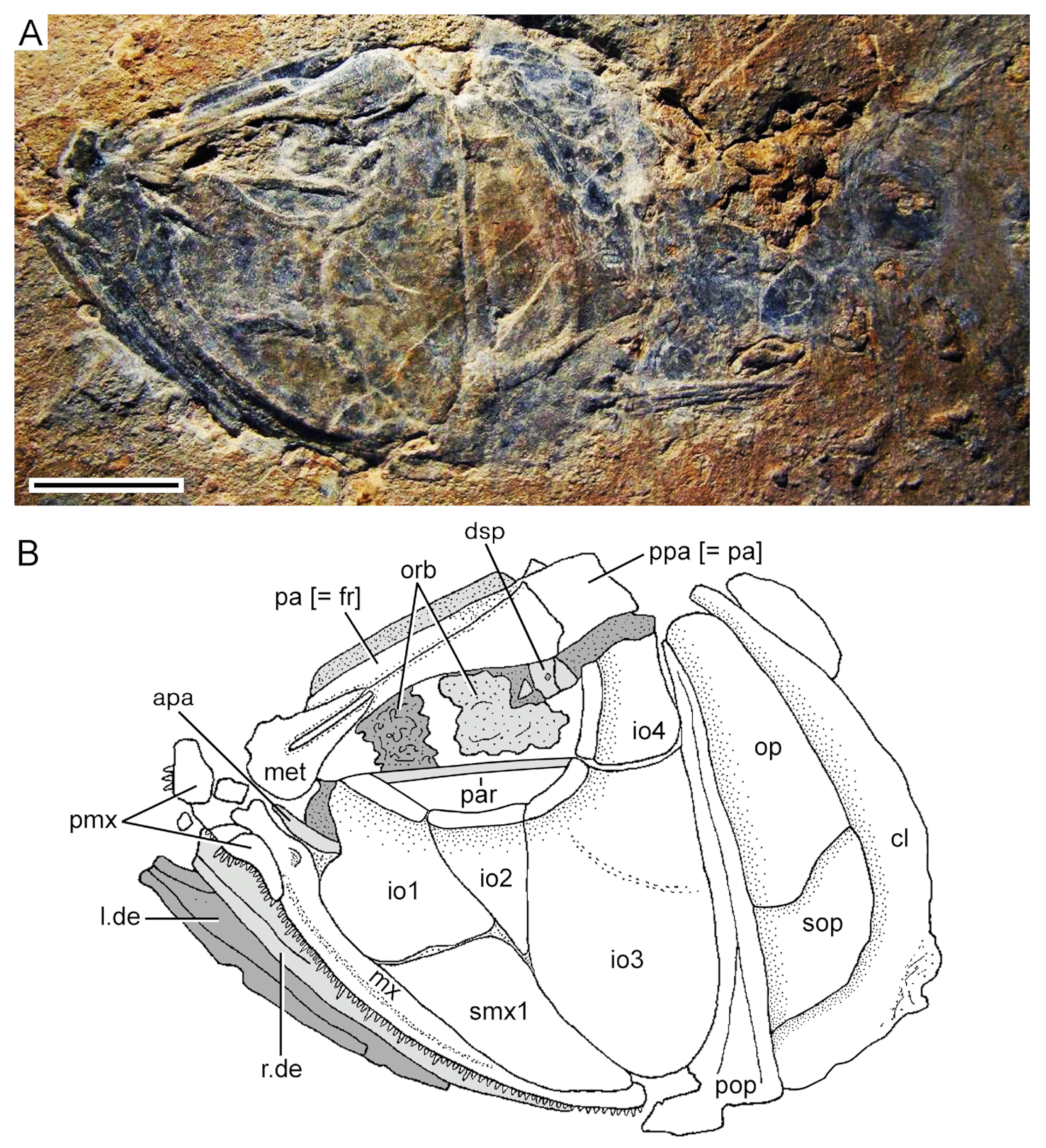 Diversity 16 00414 g005