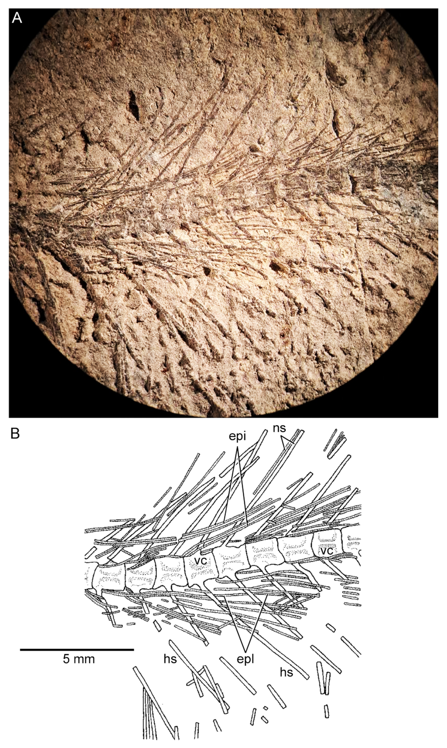 Diversity 16 00414 g008