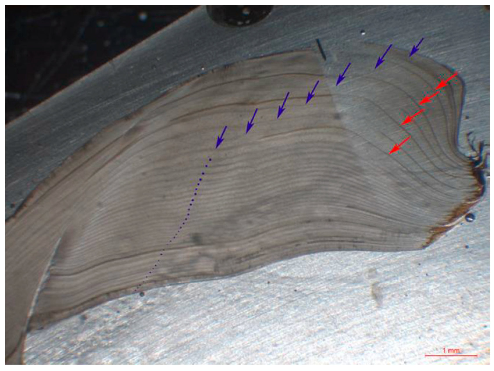 Diversity 16 00415 g001