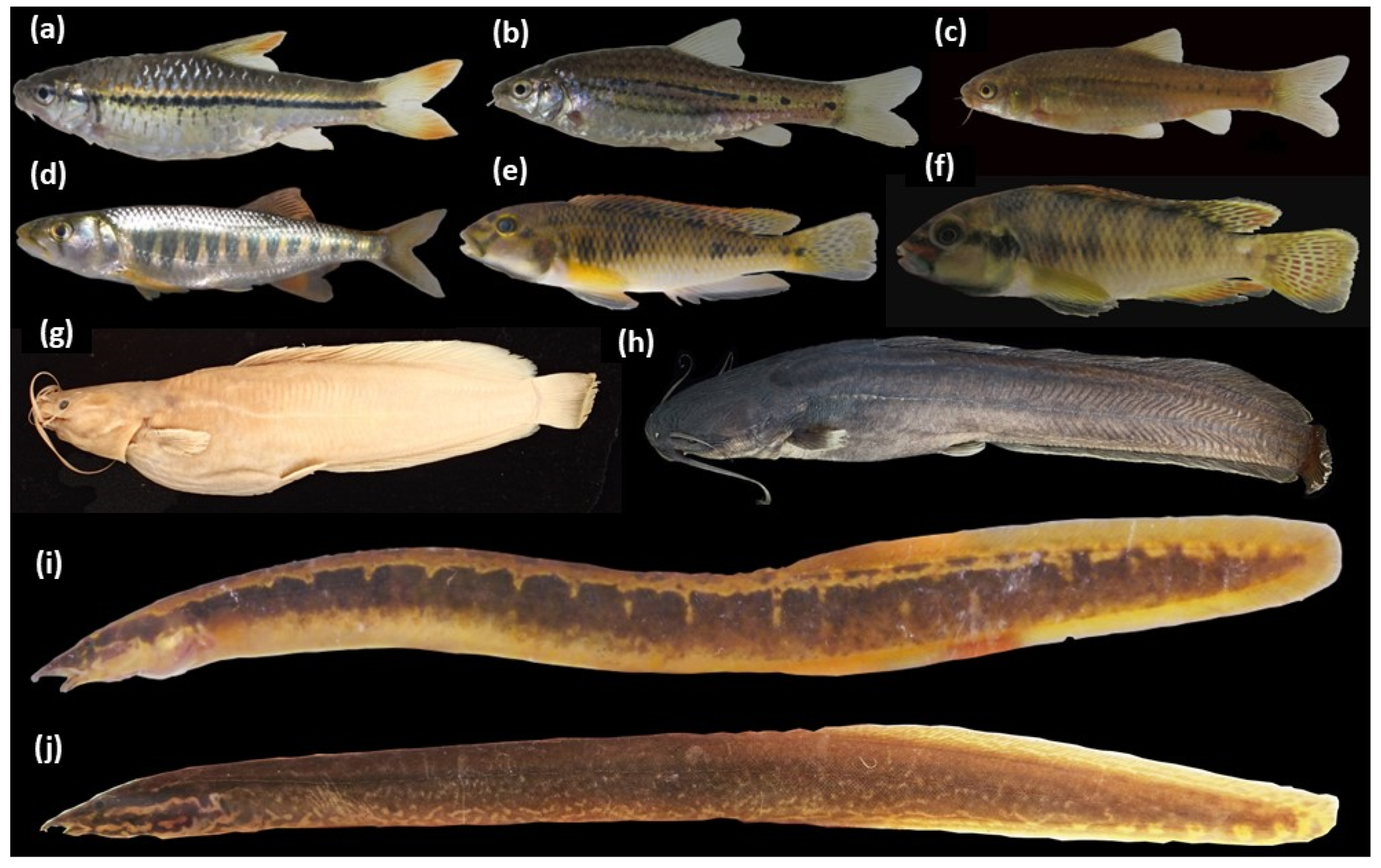 Diversity 16 00417 g0a2