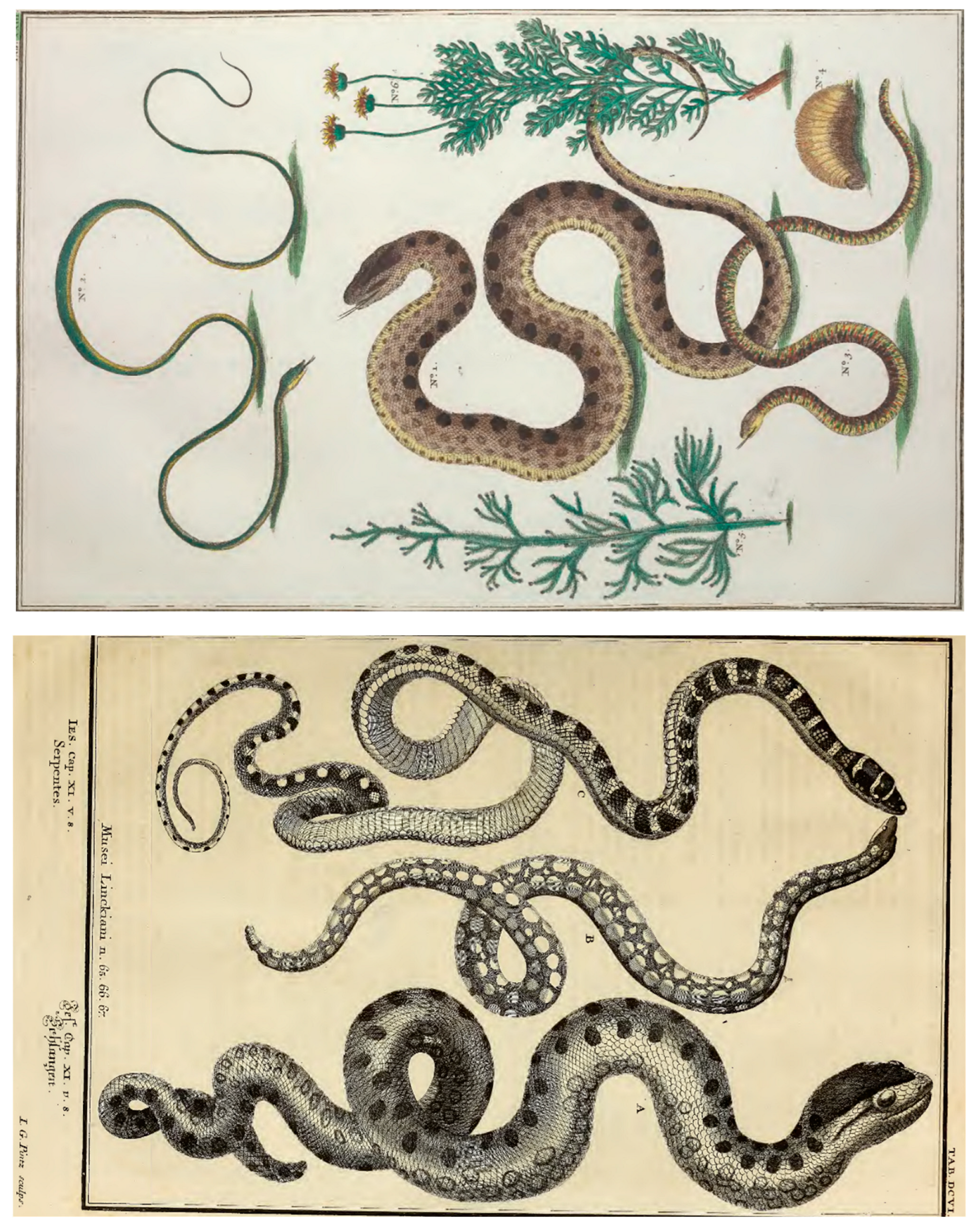 Diversity 16 00418 g004b