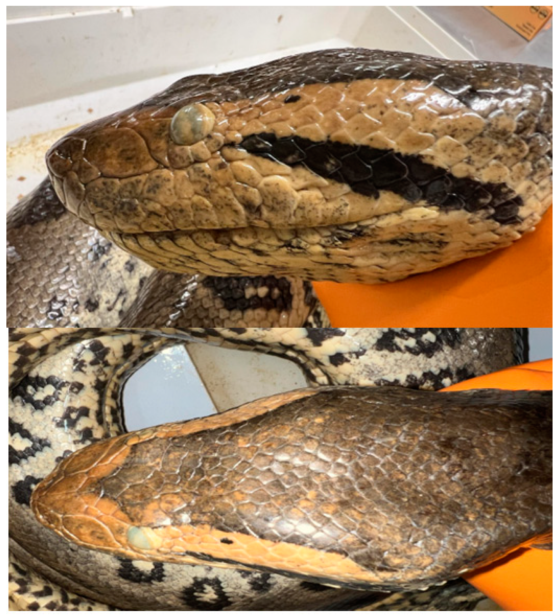 Diversity 16 00418 g005