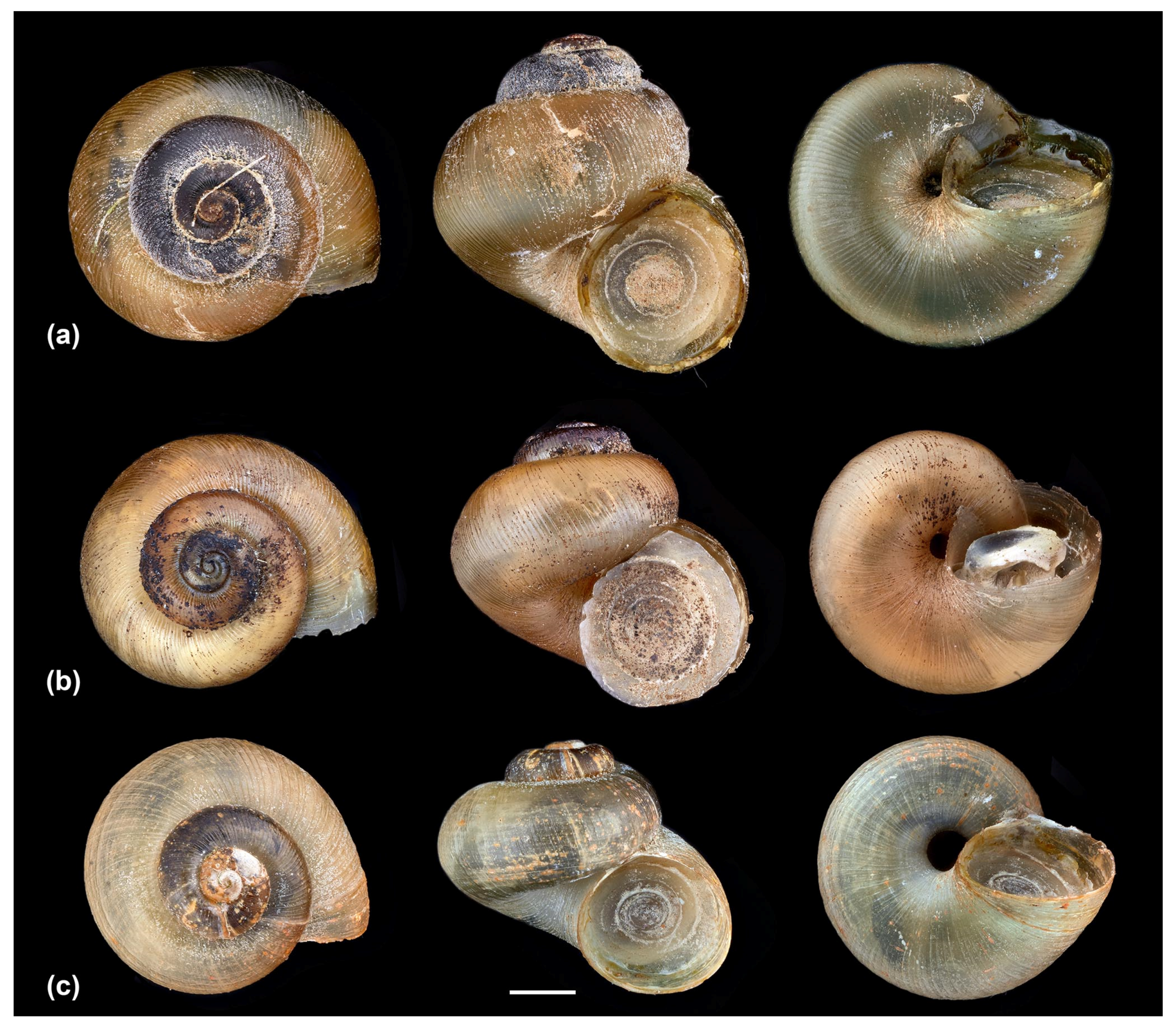 Diversity 16 00419 g001