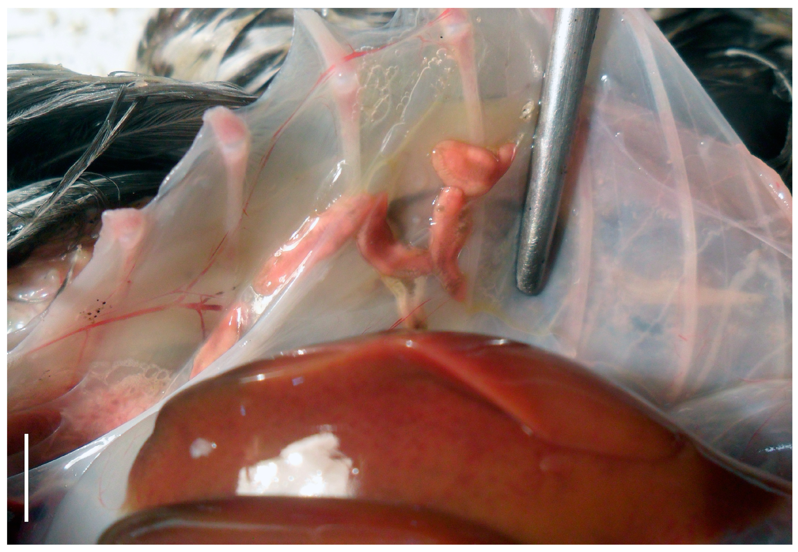 Diversity 16 00422 g002