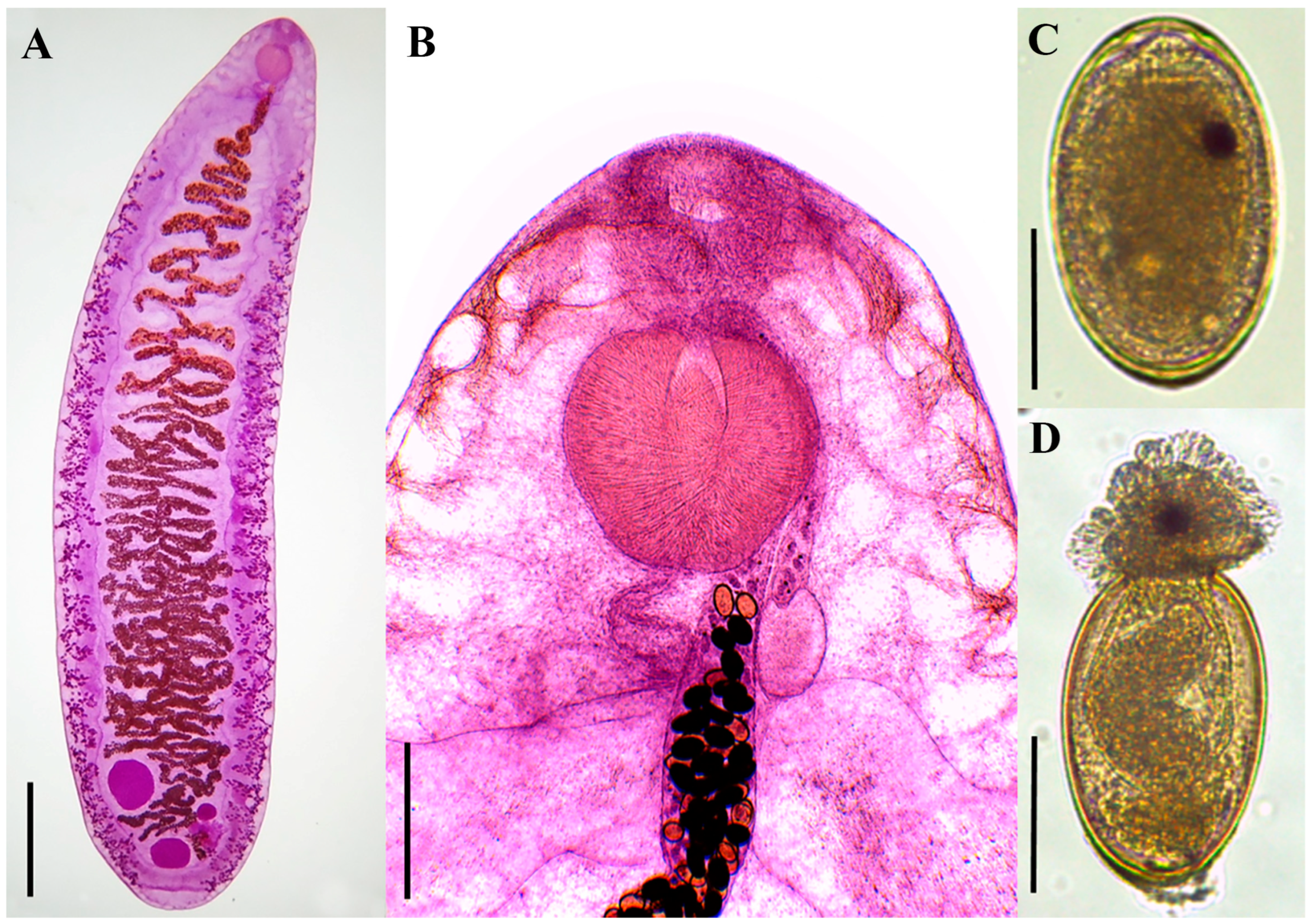 Diversity 16 00422 g003