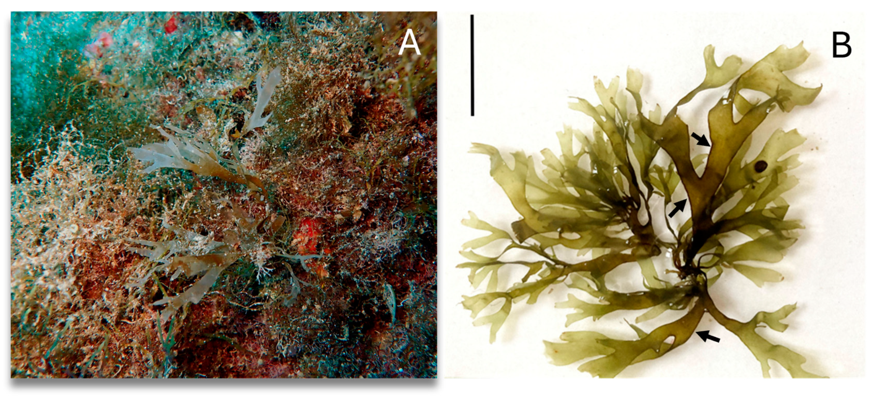 Diversity 16 00424 g002