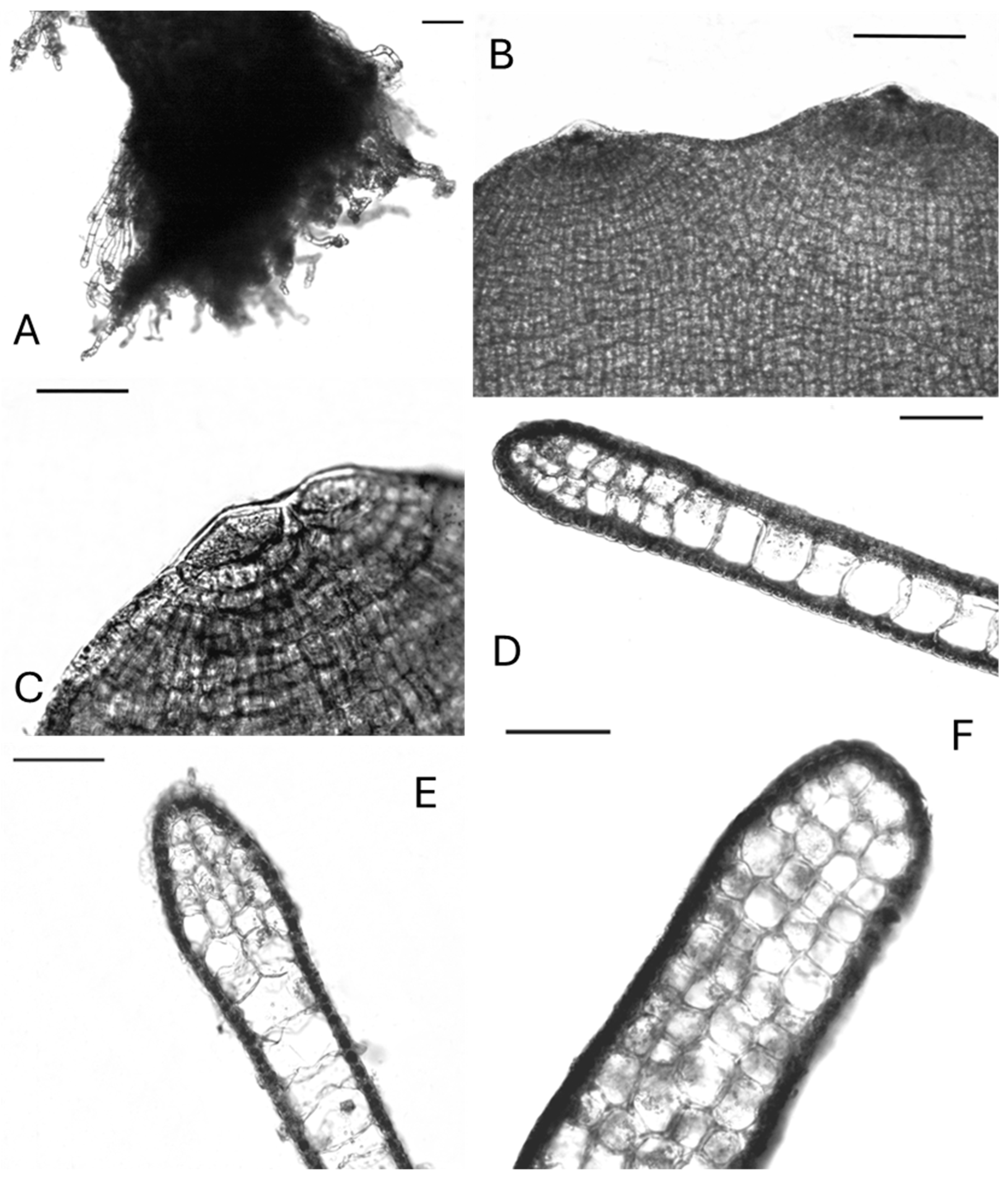 Diversity 16 00424 g003