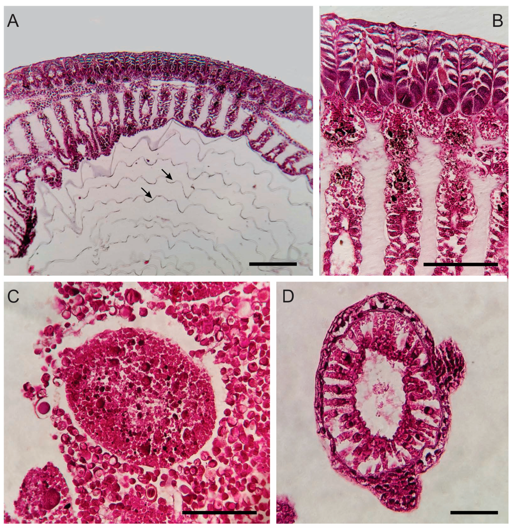 Diversity 16 00425 g004 Diversity 16 00425 g004
