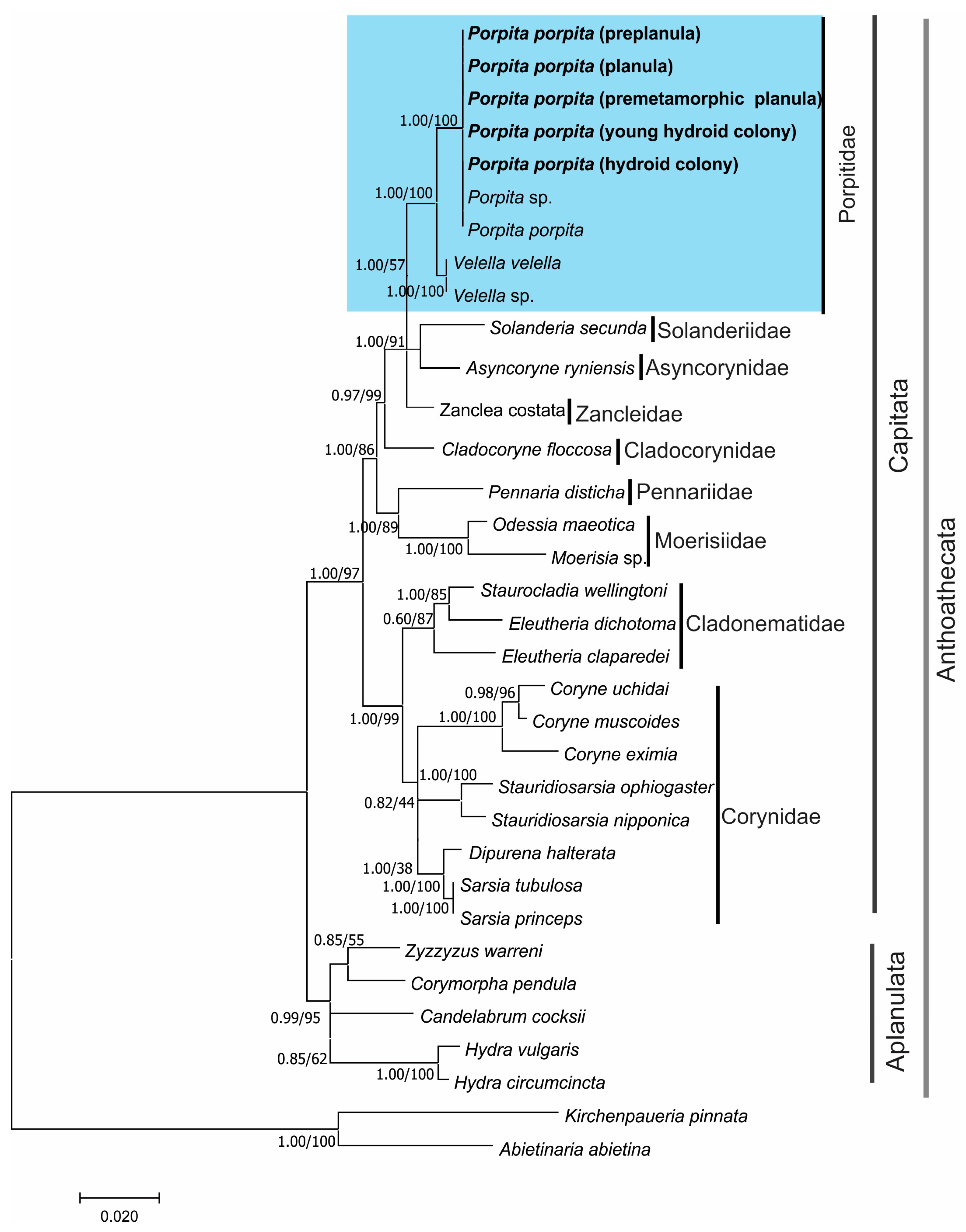 Diversity 16 00425 g007 Diversity 16 00425 g007