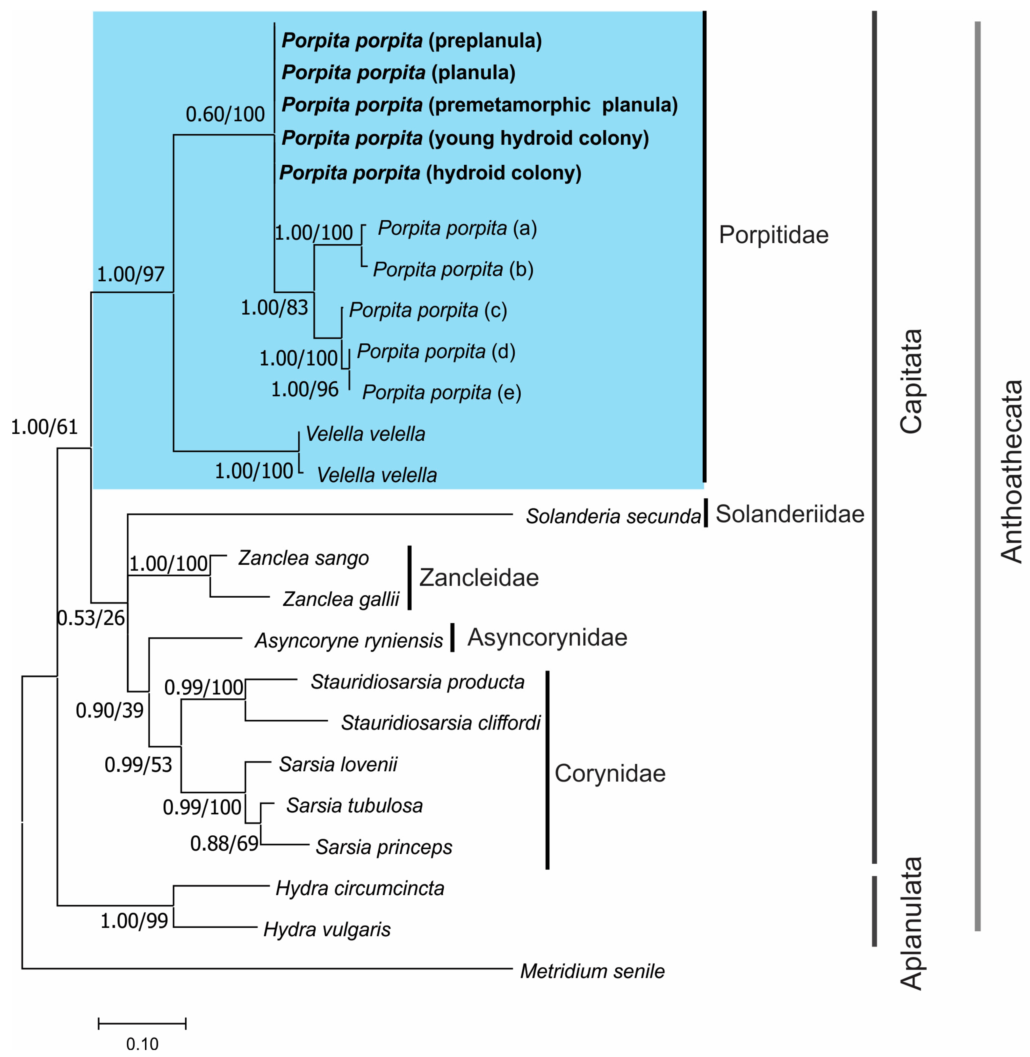 Diversity 16 00425 g008 Diversity 16 00425 g008