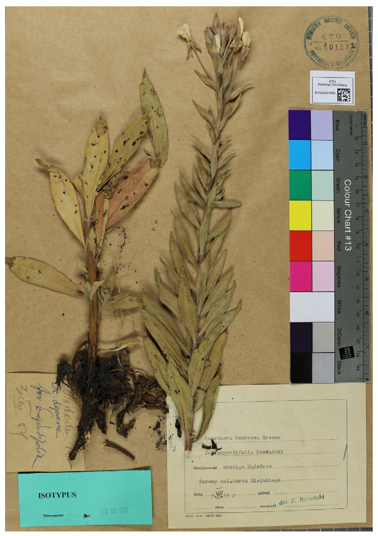 Diversity 16 00434 g003 Diversity 16 00434 g003