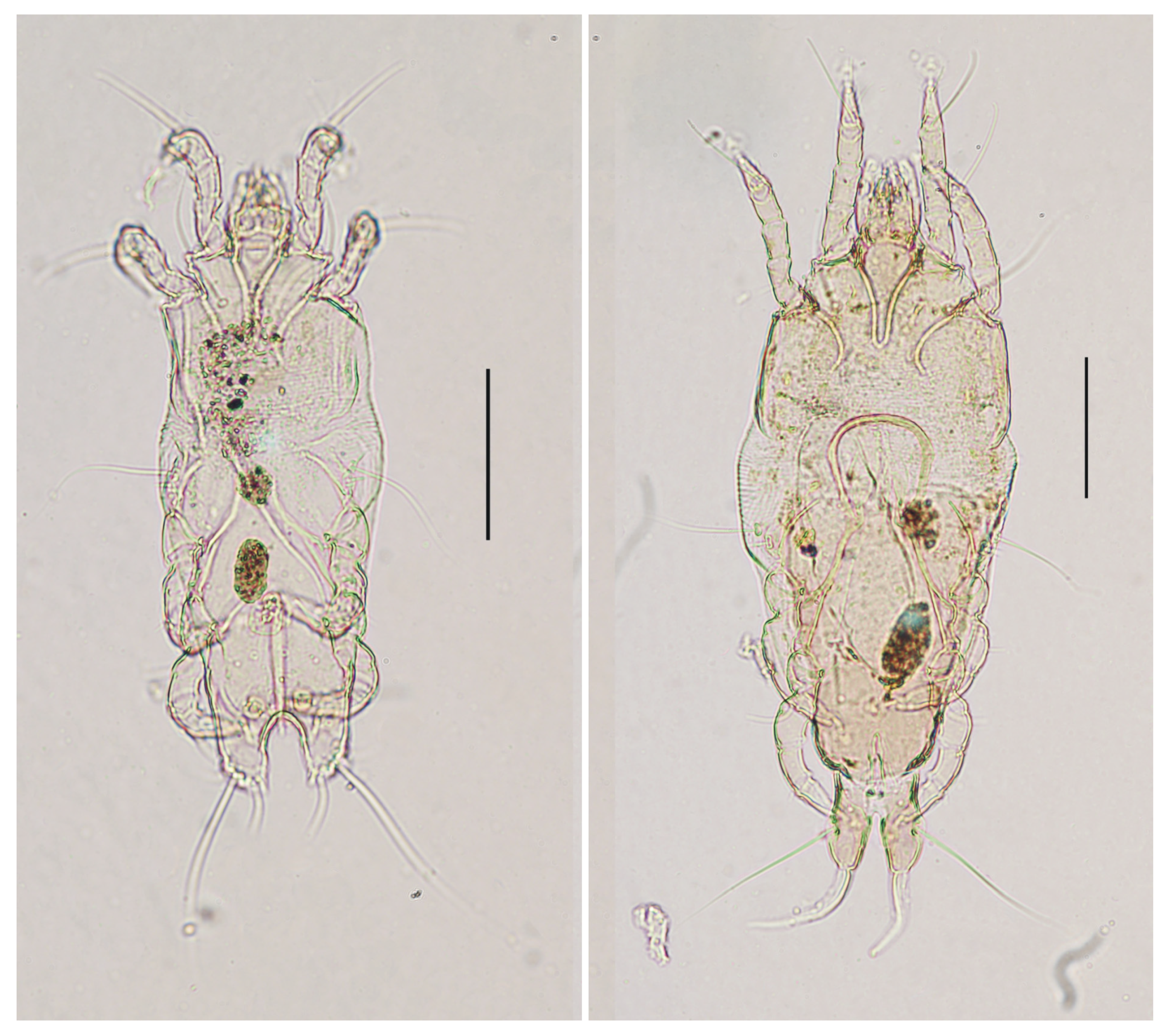 Diversity 16 00436 g002 Diversity 16 00436 g002