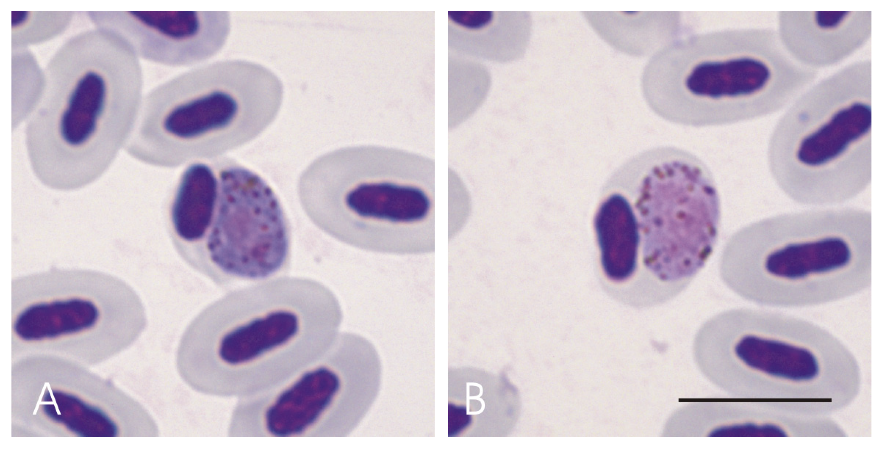 Diversity 16 00436 g003 Diversity 16 00436 g003