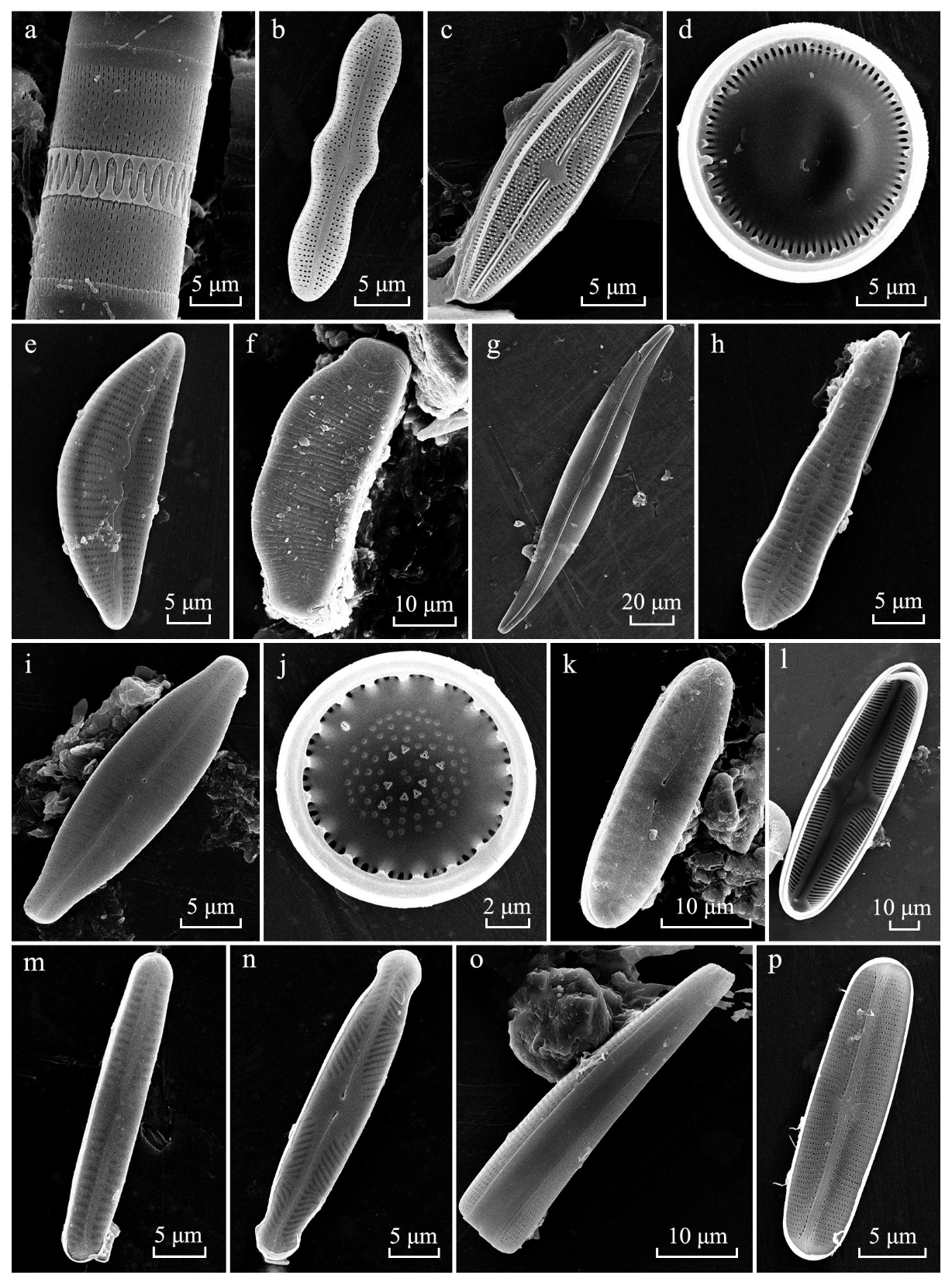 Diversity 16 00440 g0a1