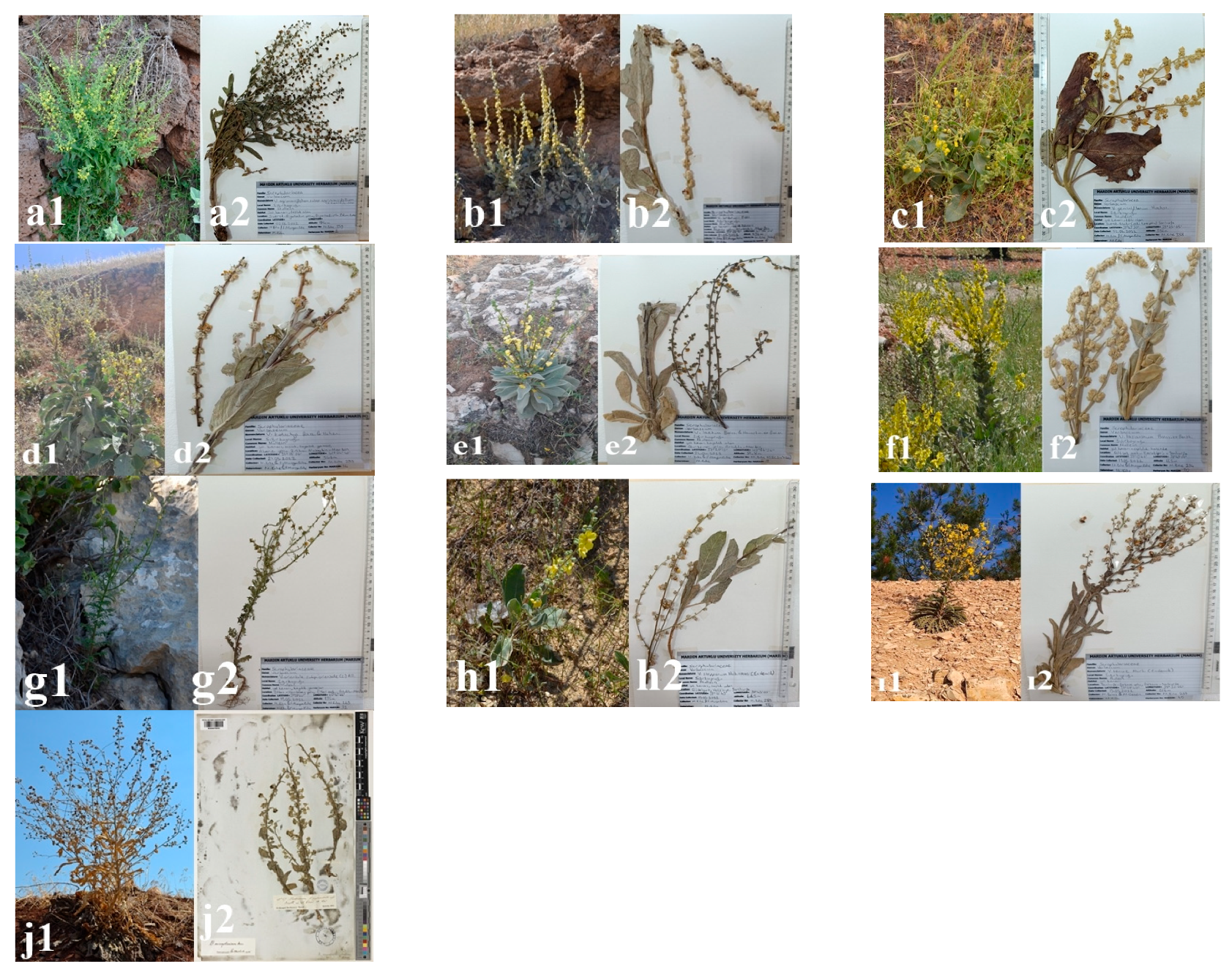 Diversity 16 00443 g001