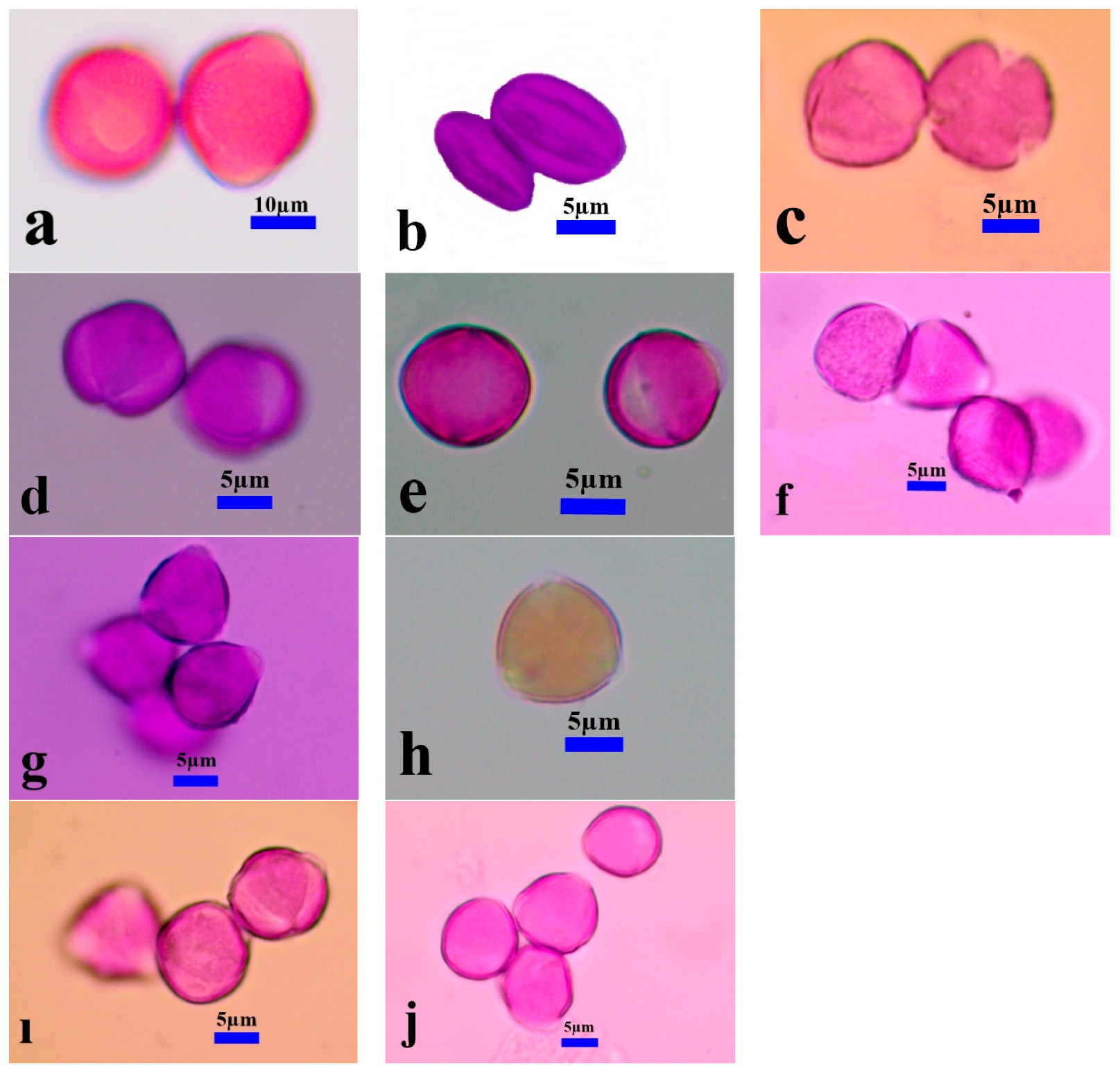 Diversity 16 00443 g003