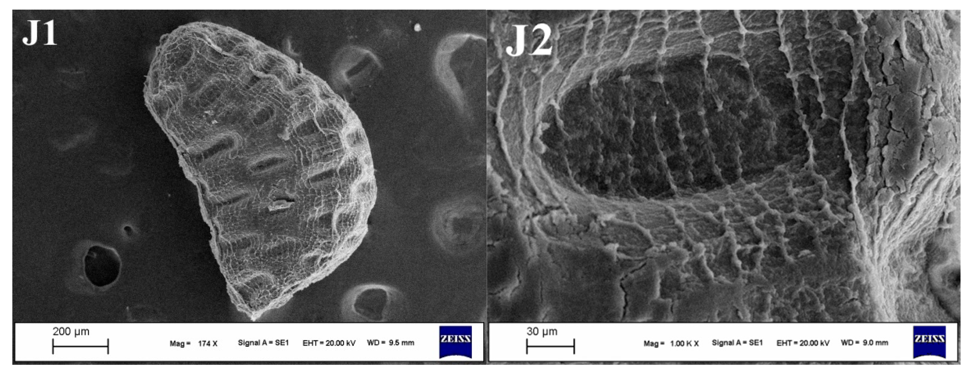 Diversity 16 00443 g005d