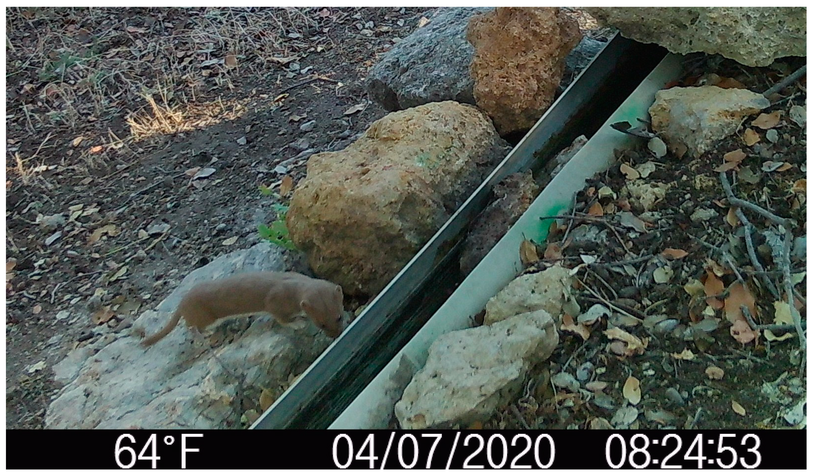 Diversity 16 00446 g004