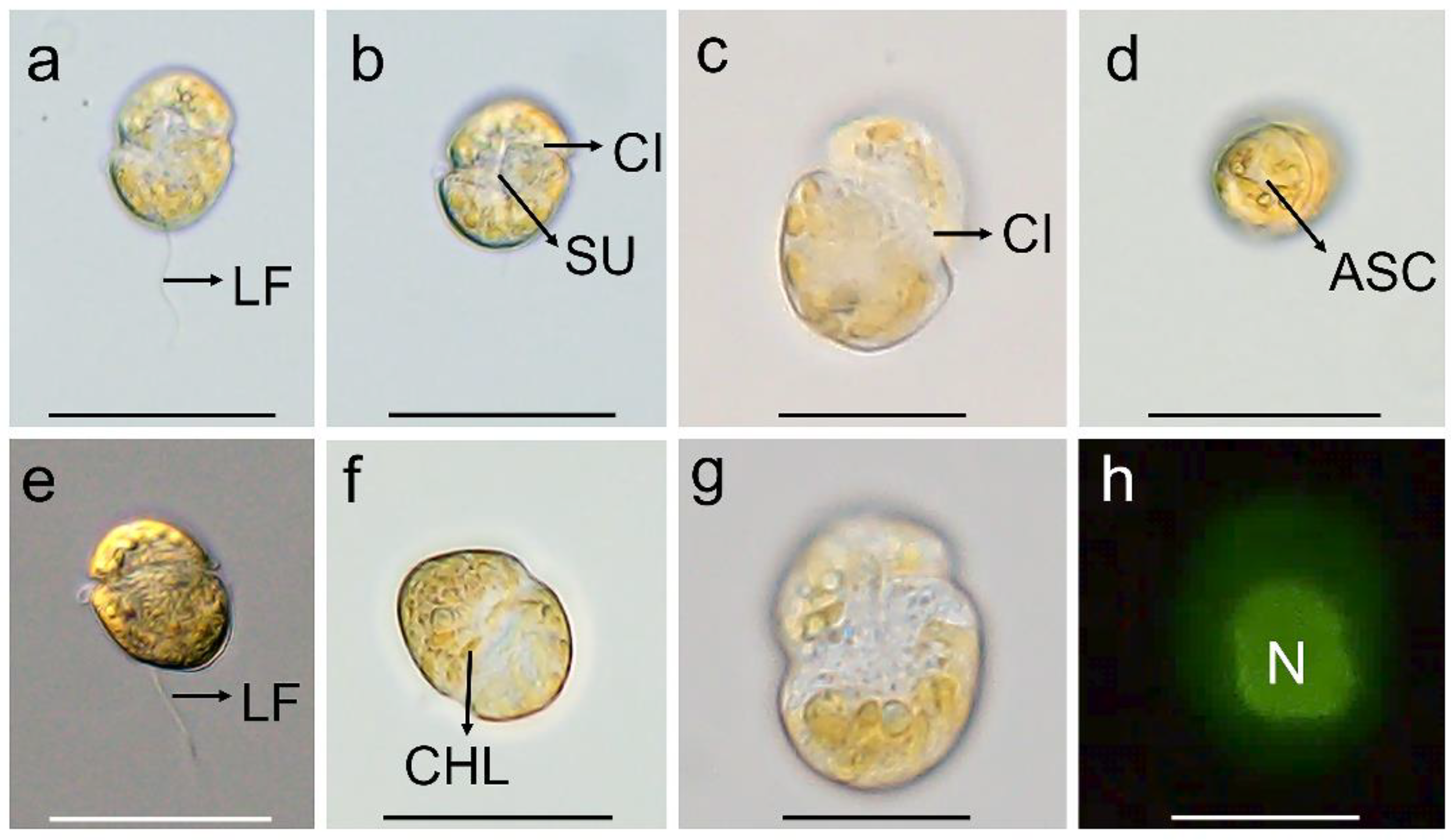 Diversity 16 00449 g001
