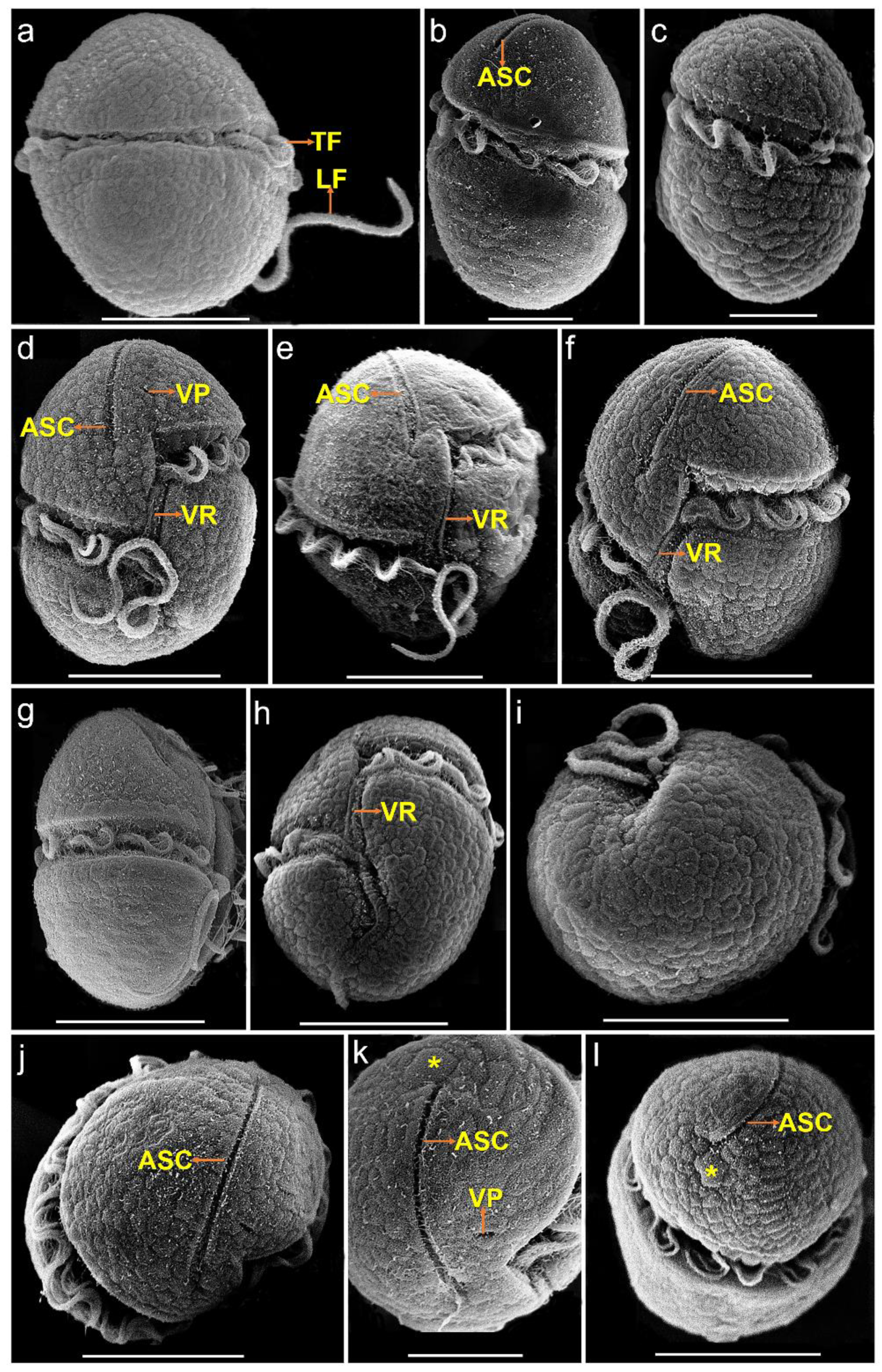 Diversity 16 00449 g002