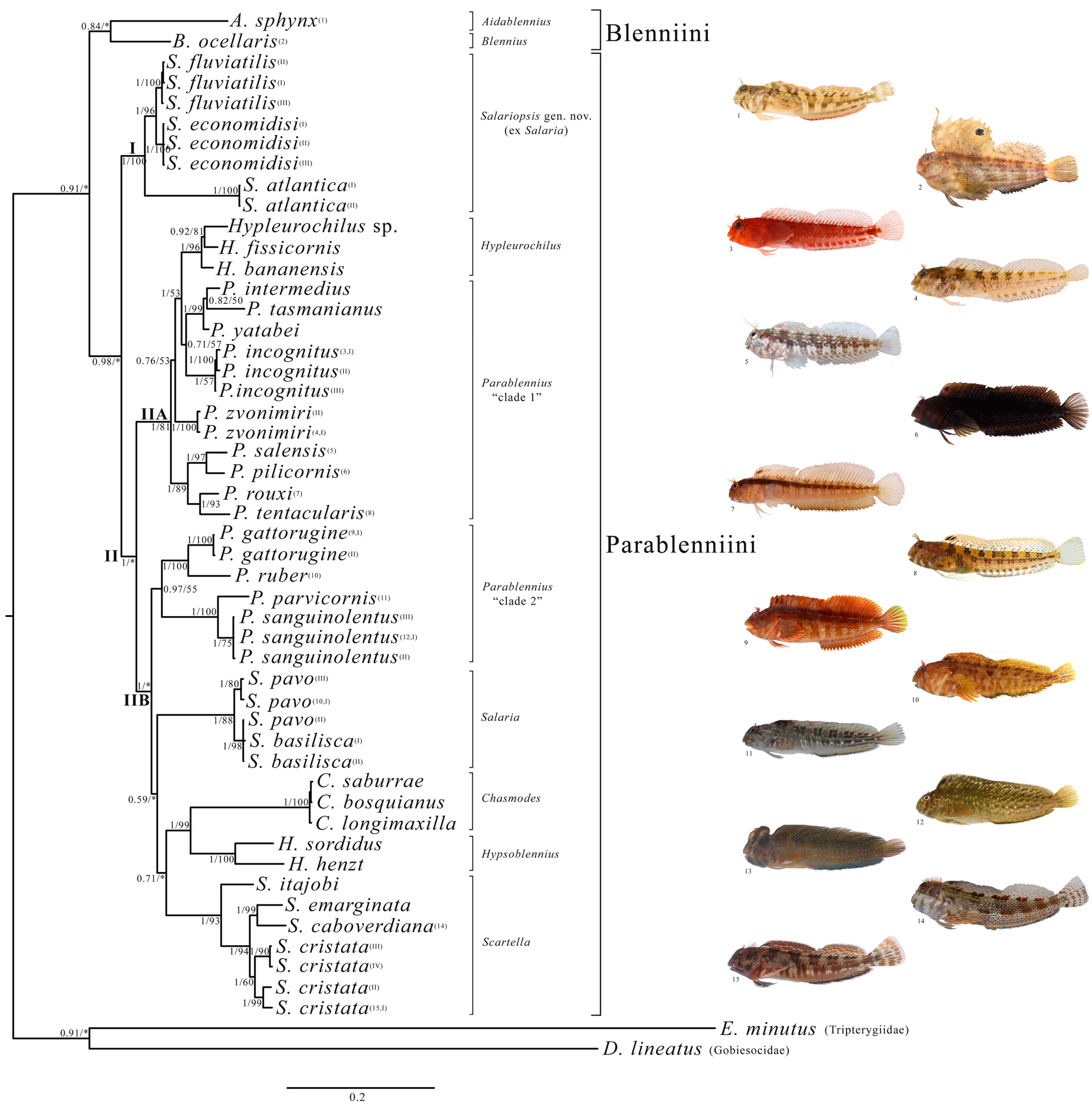 Diversity 16 00450 g001