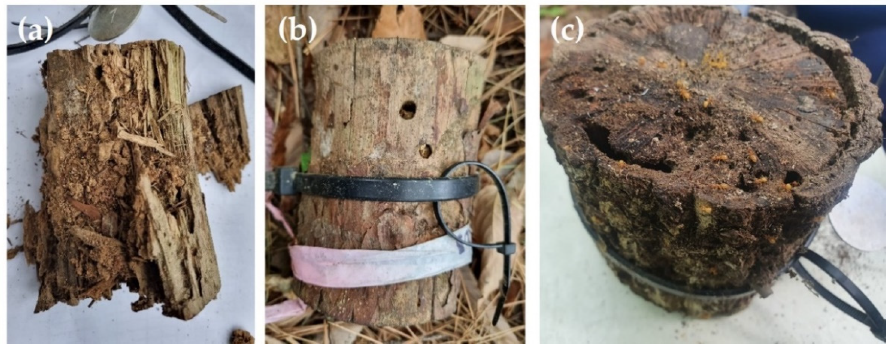 Diversity 16 00452 g003