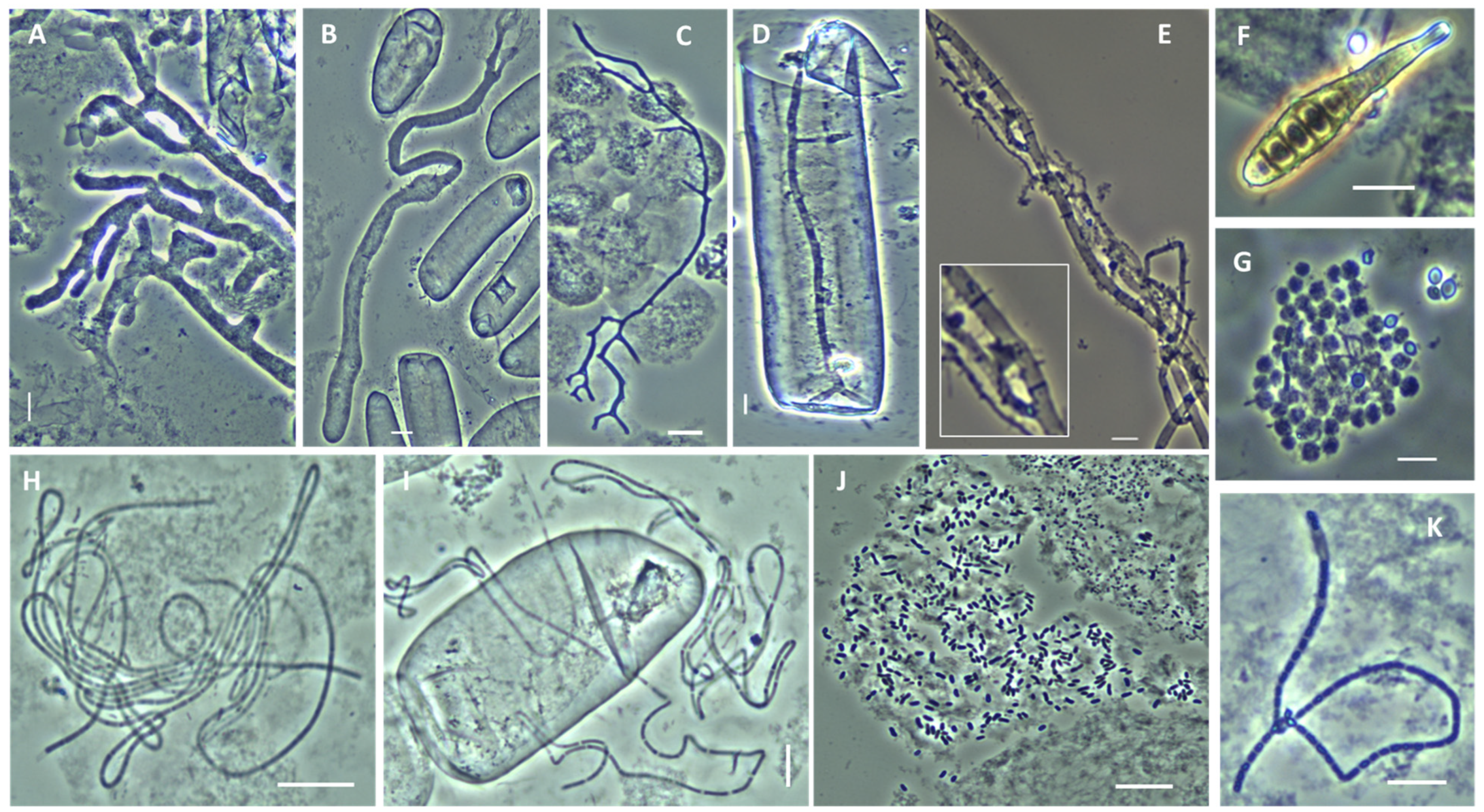 Diversity 16 00453 g001 Diversity 16 00453 g001