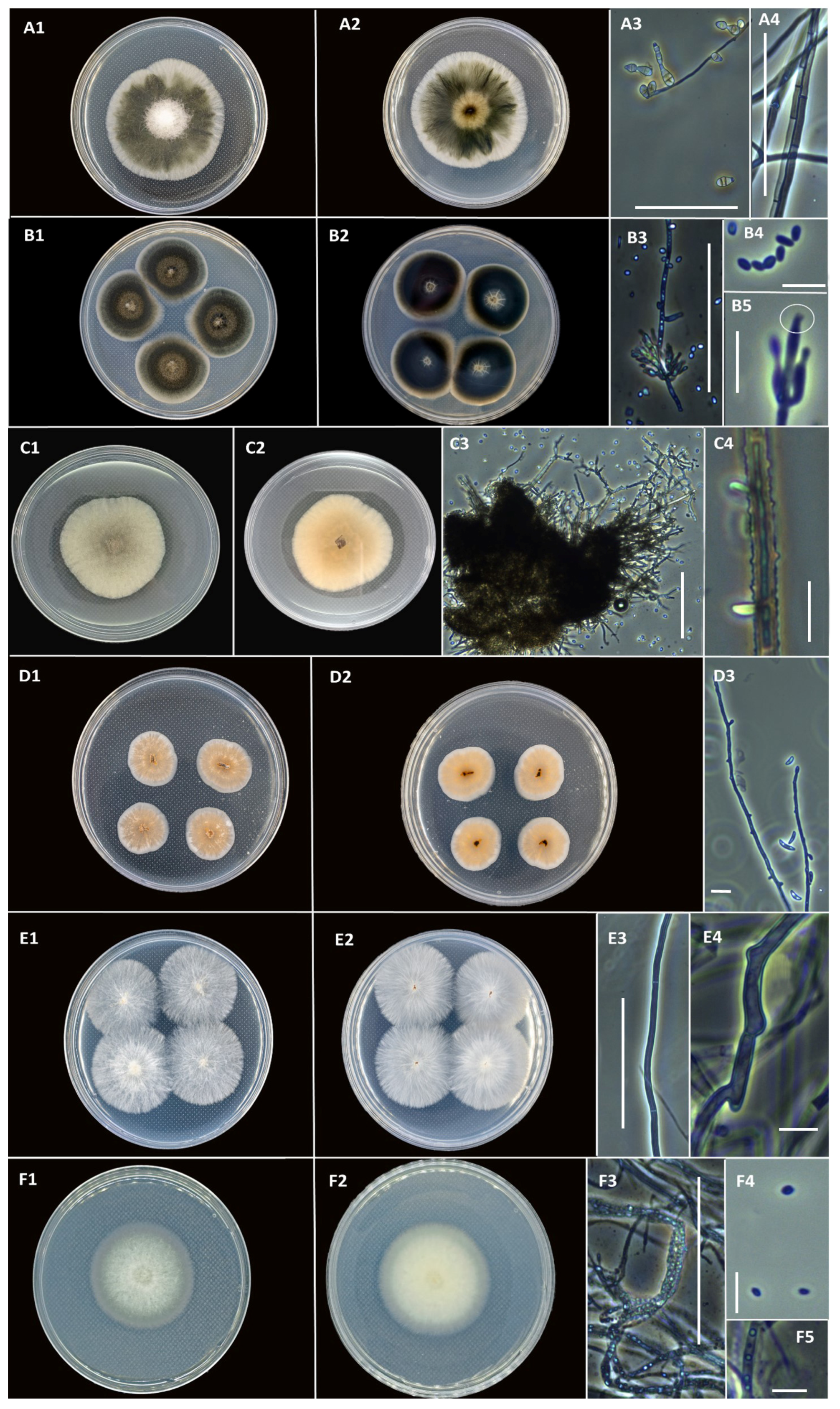 Diversity 16 00453 g002 Diversity 16 00453 g002