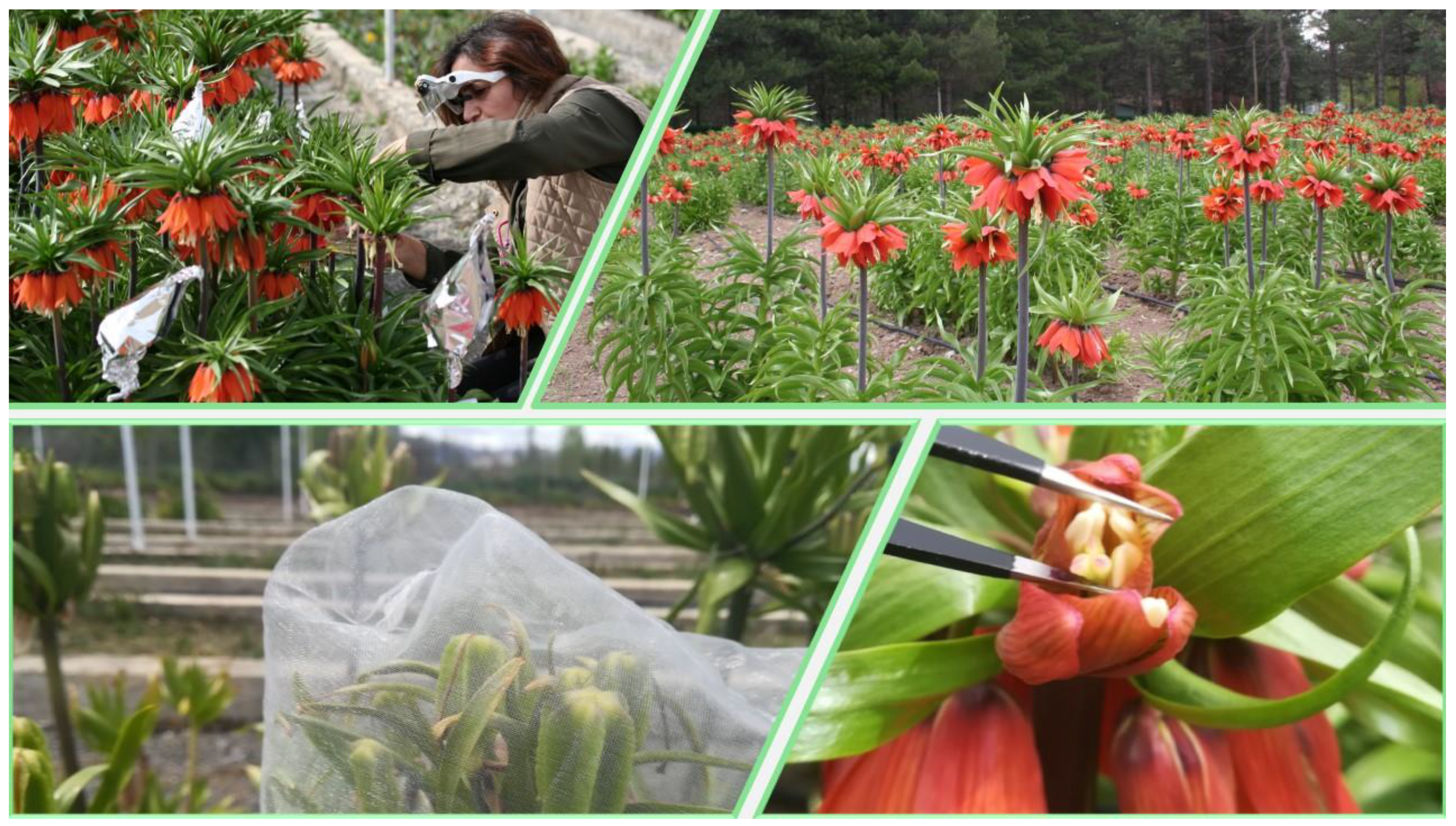 Diversity 16 00455 g002 Diversity 16 00455 g002