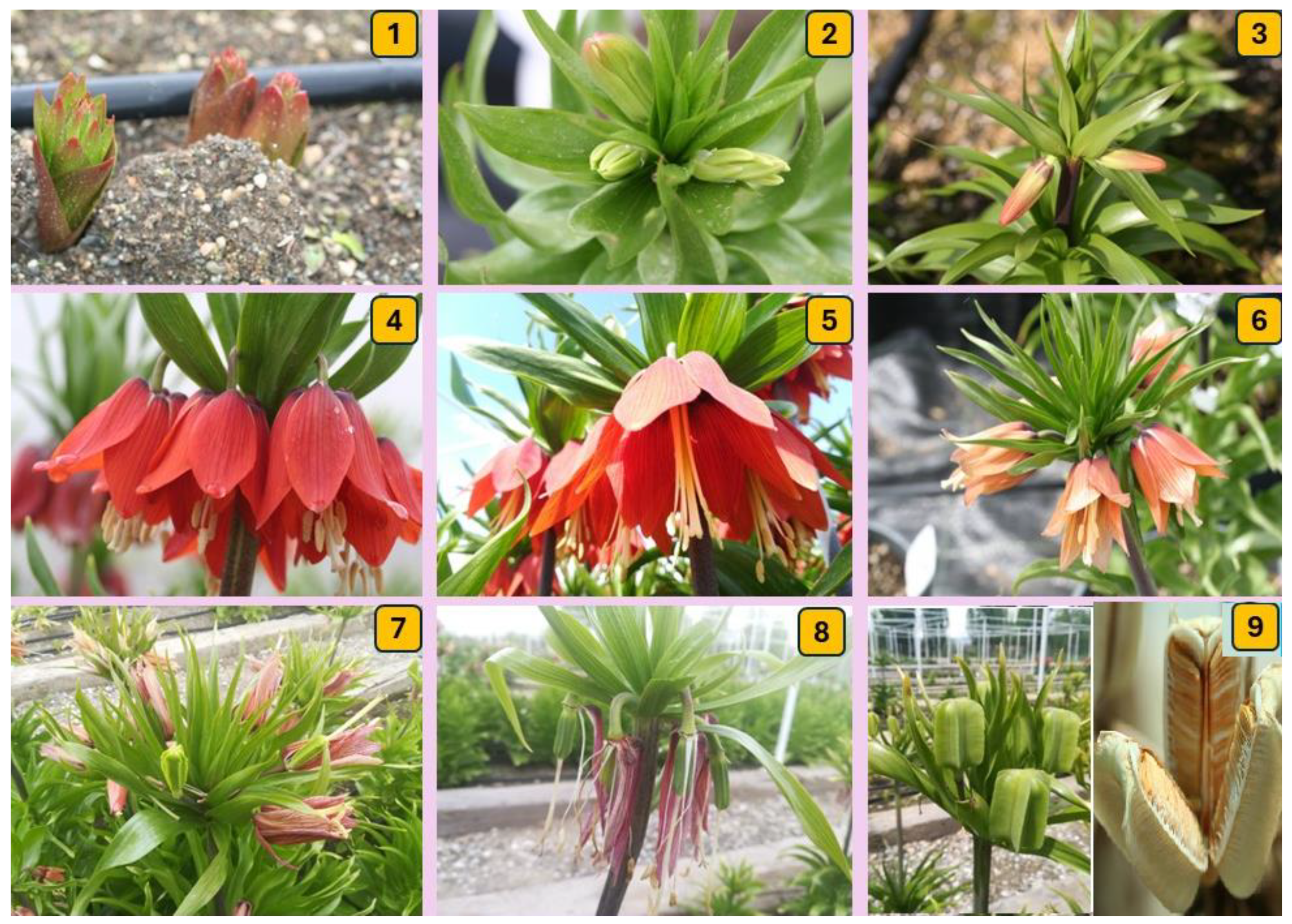 Diversity 16 00455 g003 Diversity 16 00455 g003