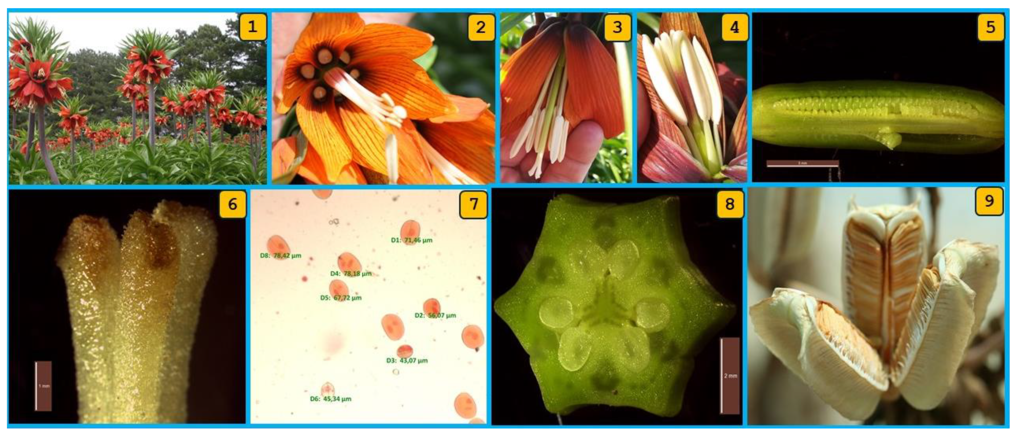 Diversity 16 00455 g004 Diversity 16 00455 g004