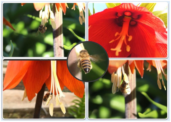 Pollination Strategies and Reproductive Biology of