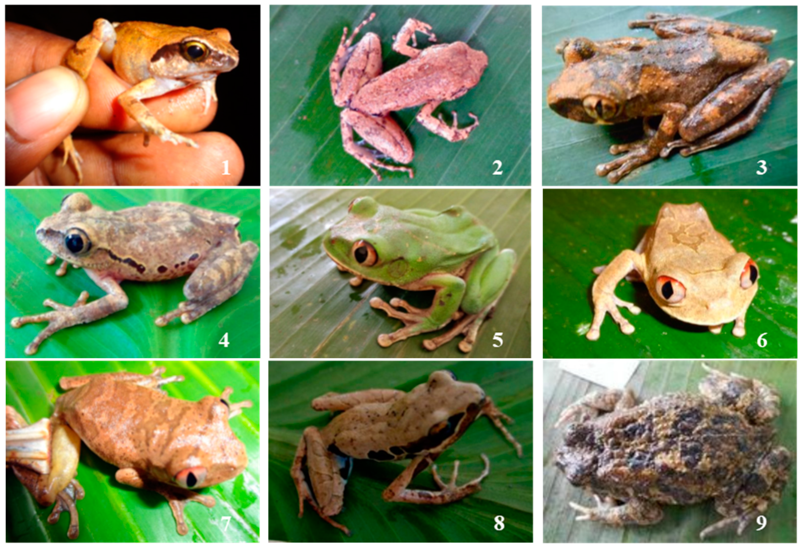 Diversity 16 00457 g003a