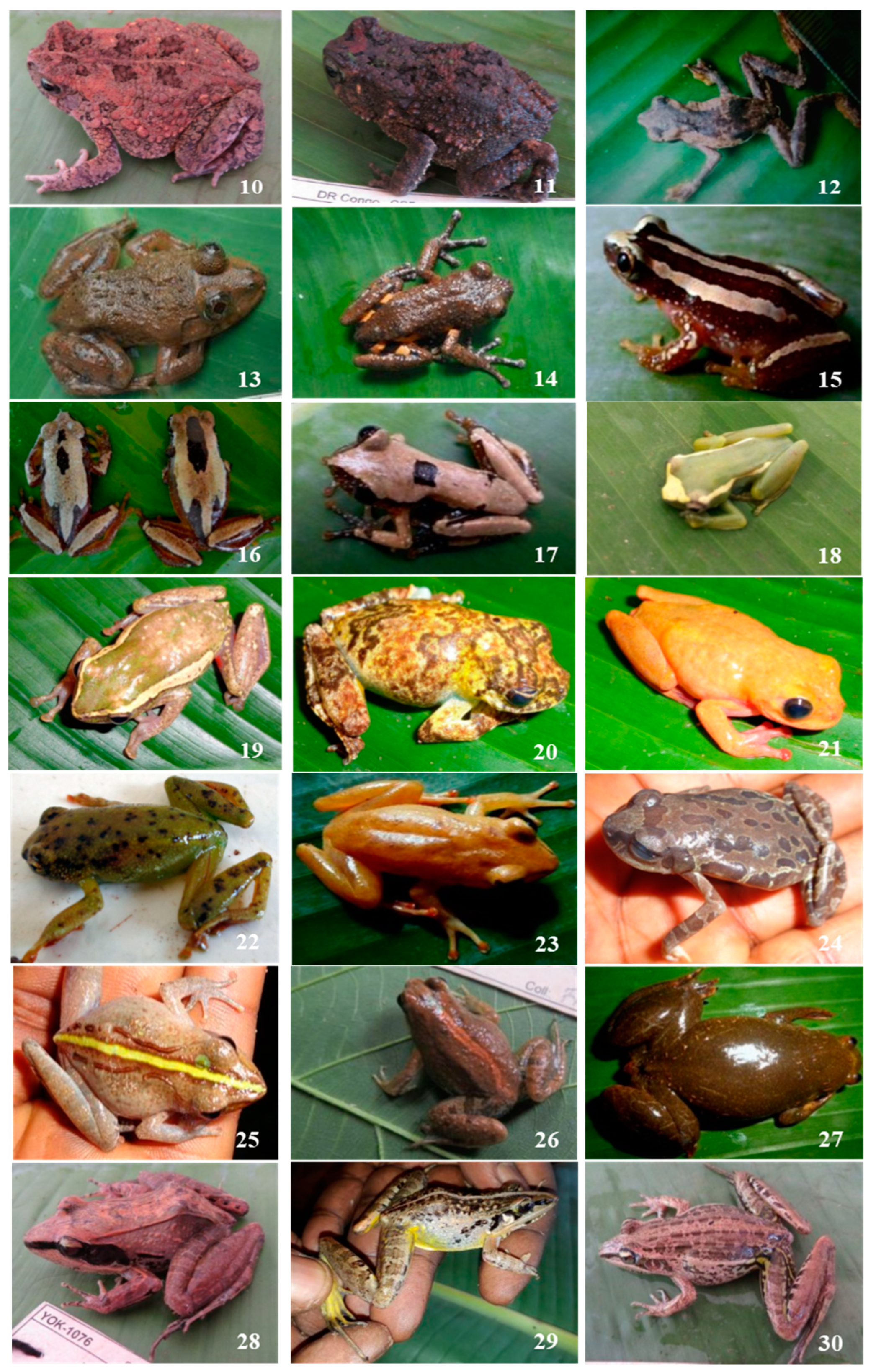 Diversity 16 00457 g003b