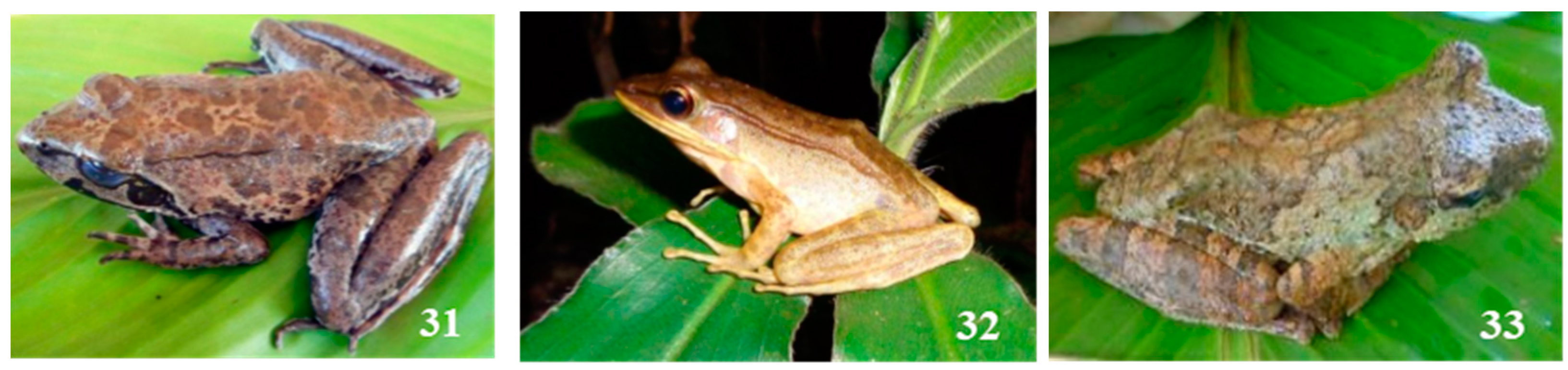 Diversity 16 00457 g003c