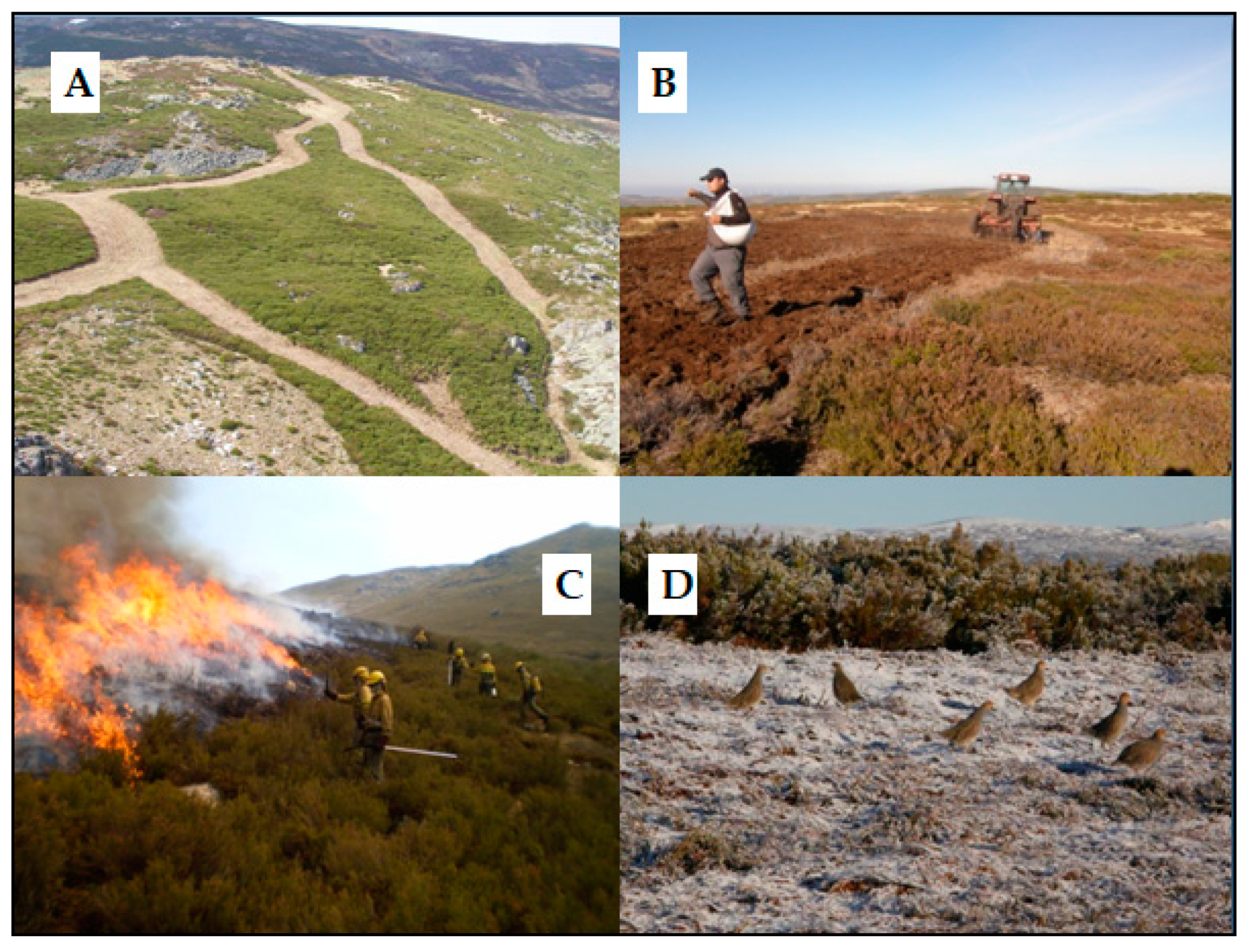 Diversity 16 00459 g003