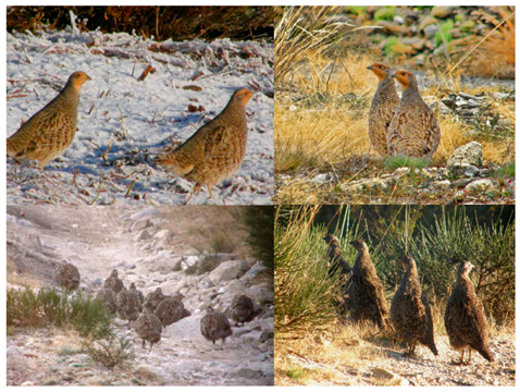 Diversity 16 00459 i001