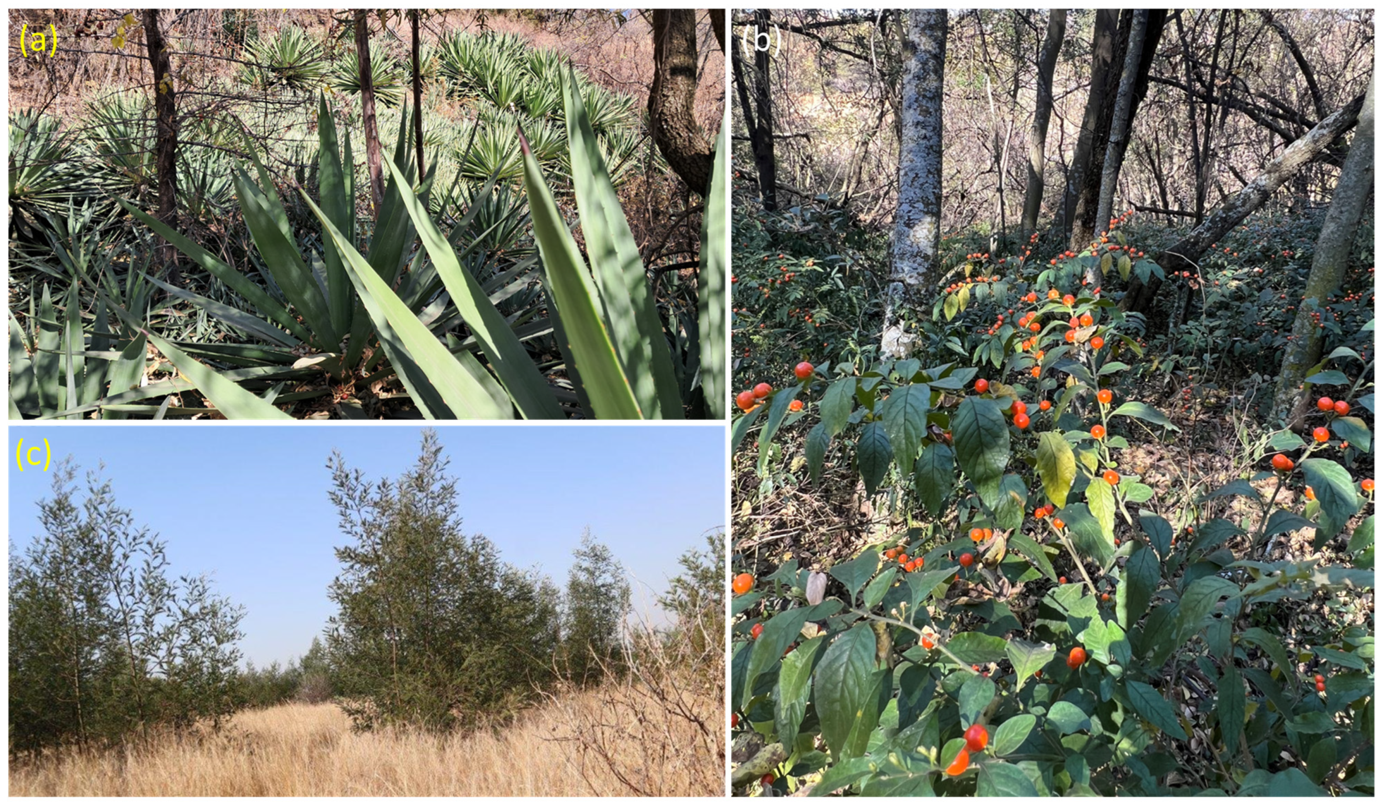 Diversity 16 00461 g007