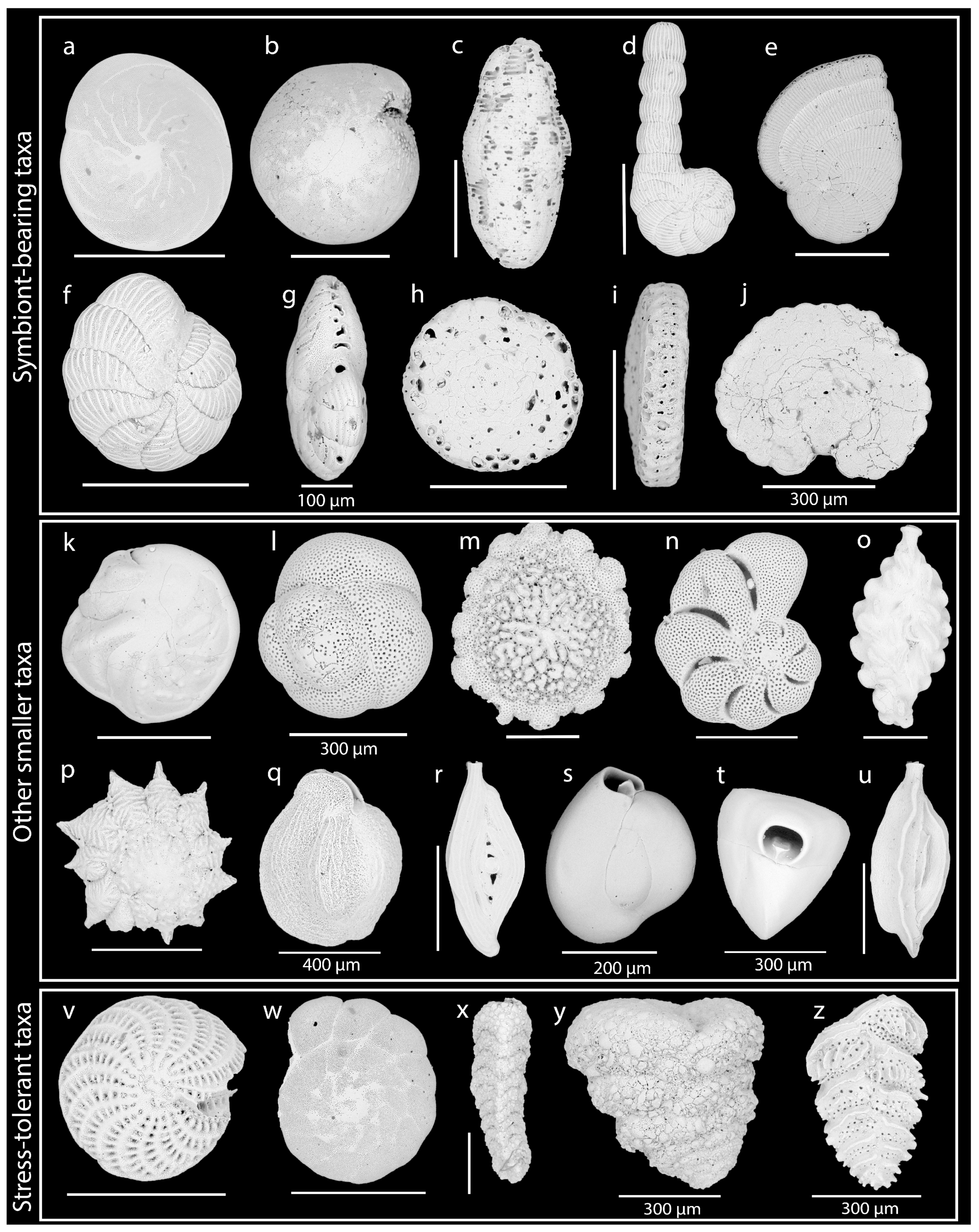 Diversity 16 00463 g002