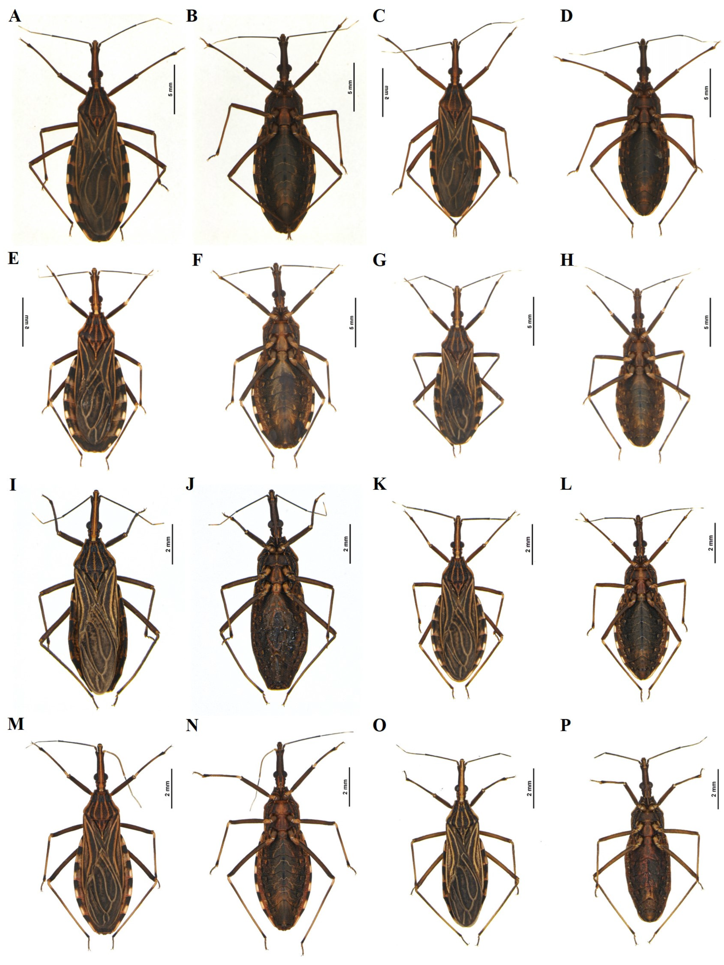 Diversity 16 00472 g001 Diversity 16 00472 g001