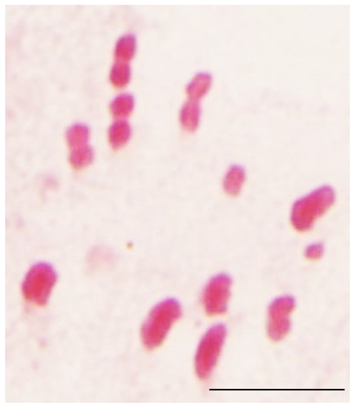 Diversity 16 00472 g004 Diversity 16 00472 g004