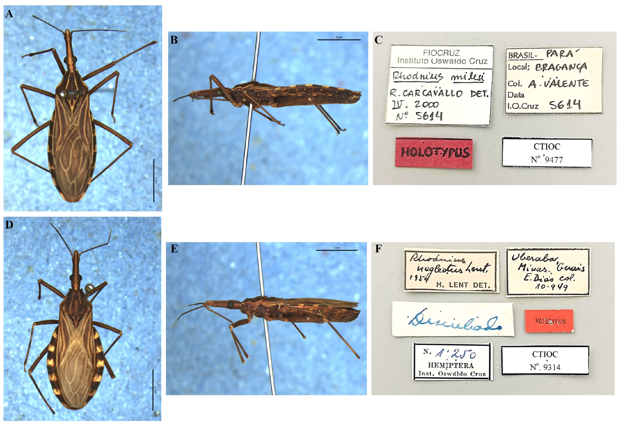 Diversity 16 00472 g005 Diversity 16 00472 g005