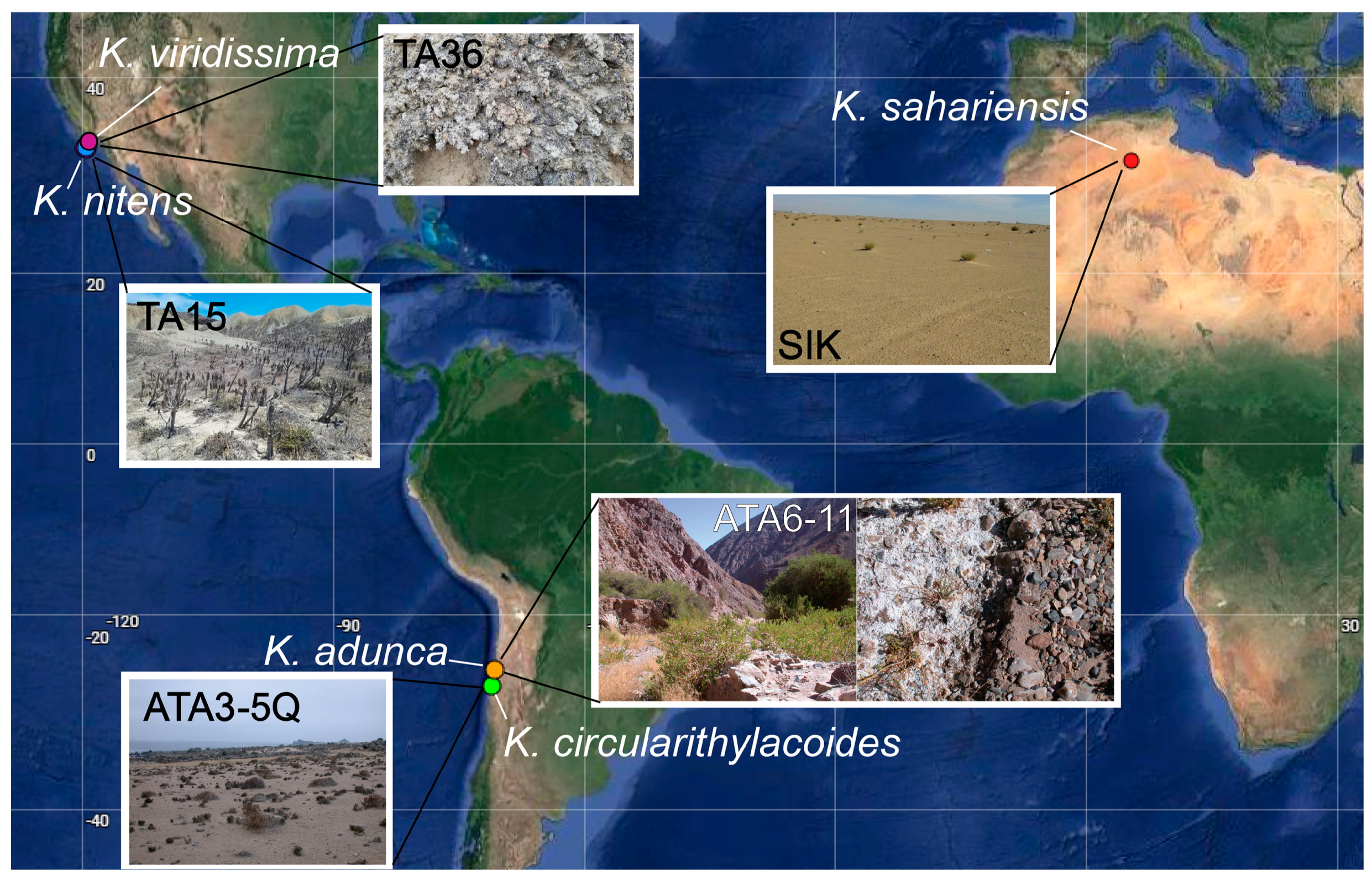 Diversity 16 00474 g001