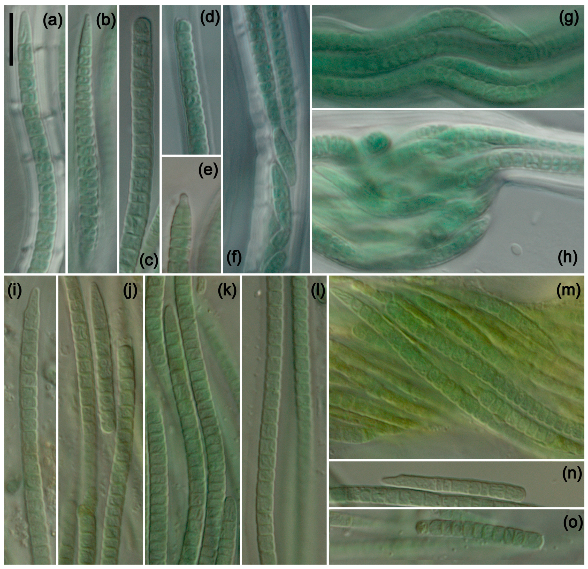 Diversity 16 00474 g002