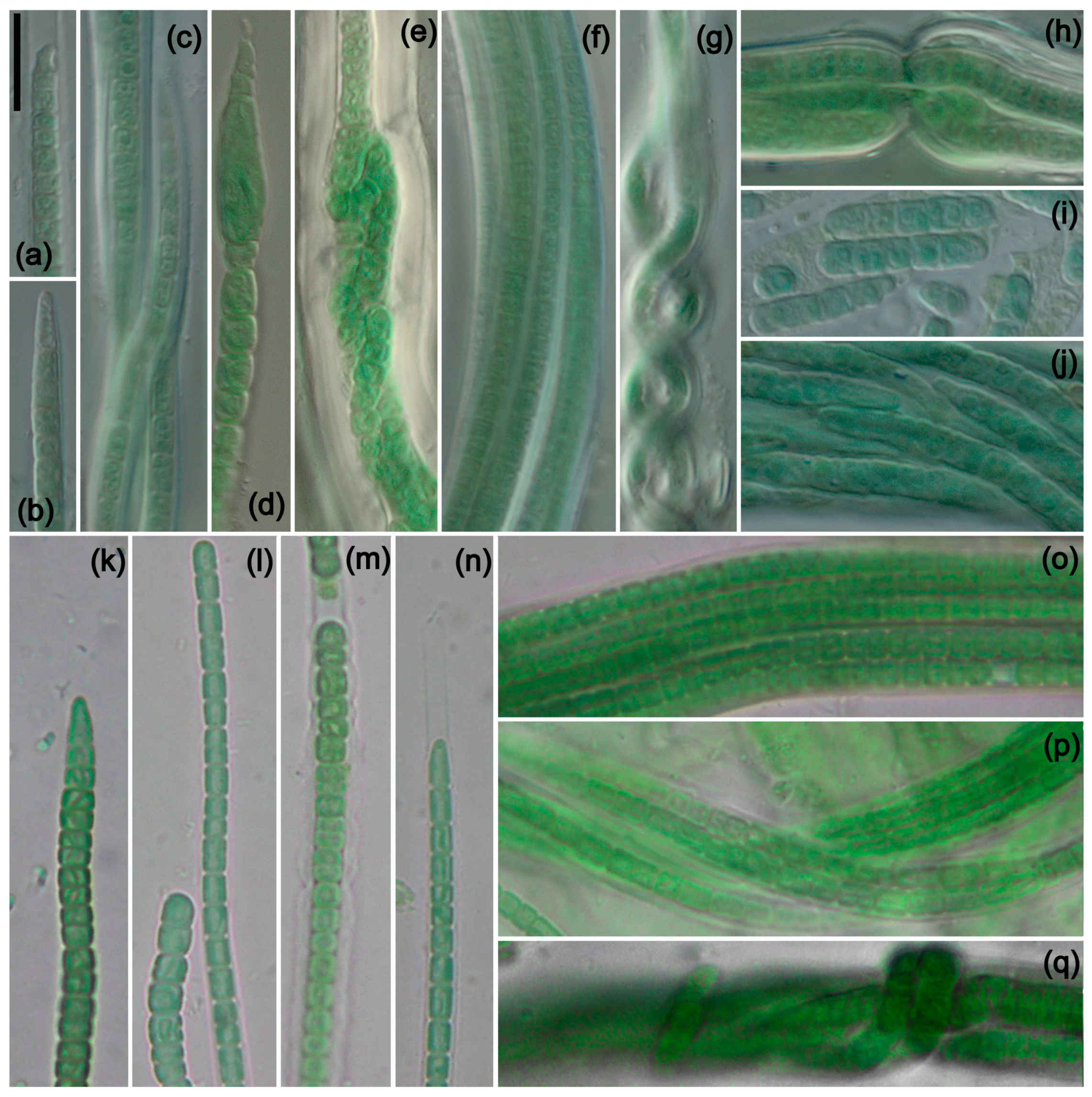 Diversity 16 00474 g003