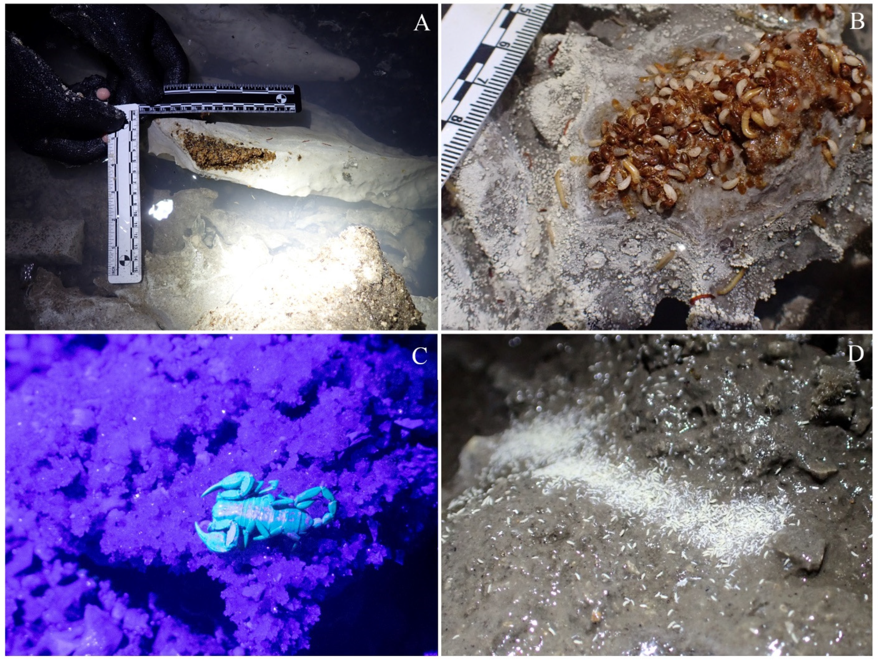 Diversity 16 00477 g003