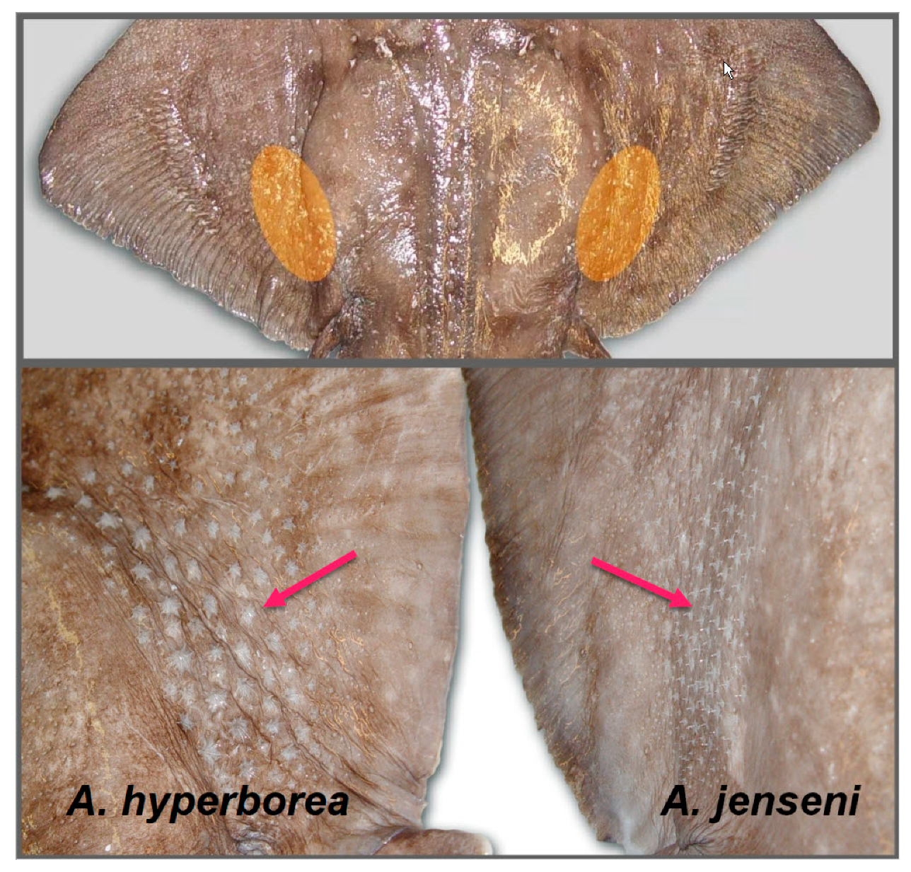 Diversity 16 00479 g003